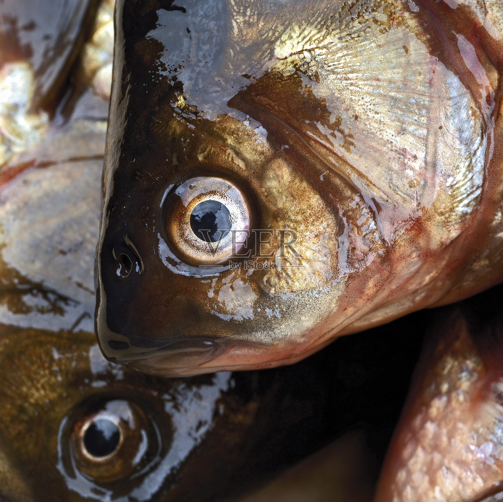 鱼照片摄影图片
