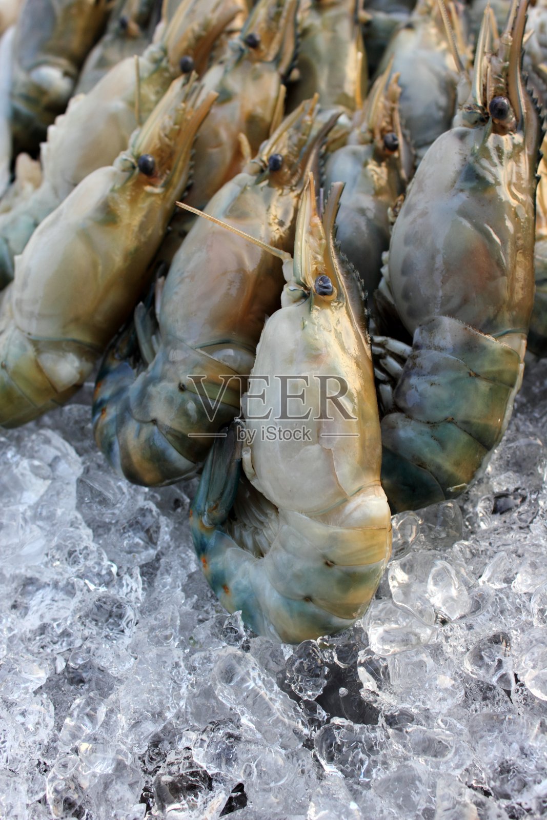 许多黑虎虾照片摄影图片