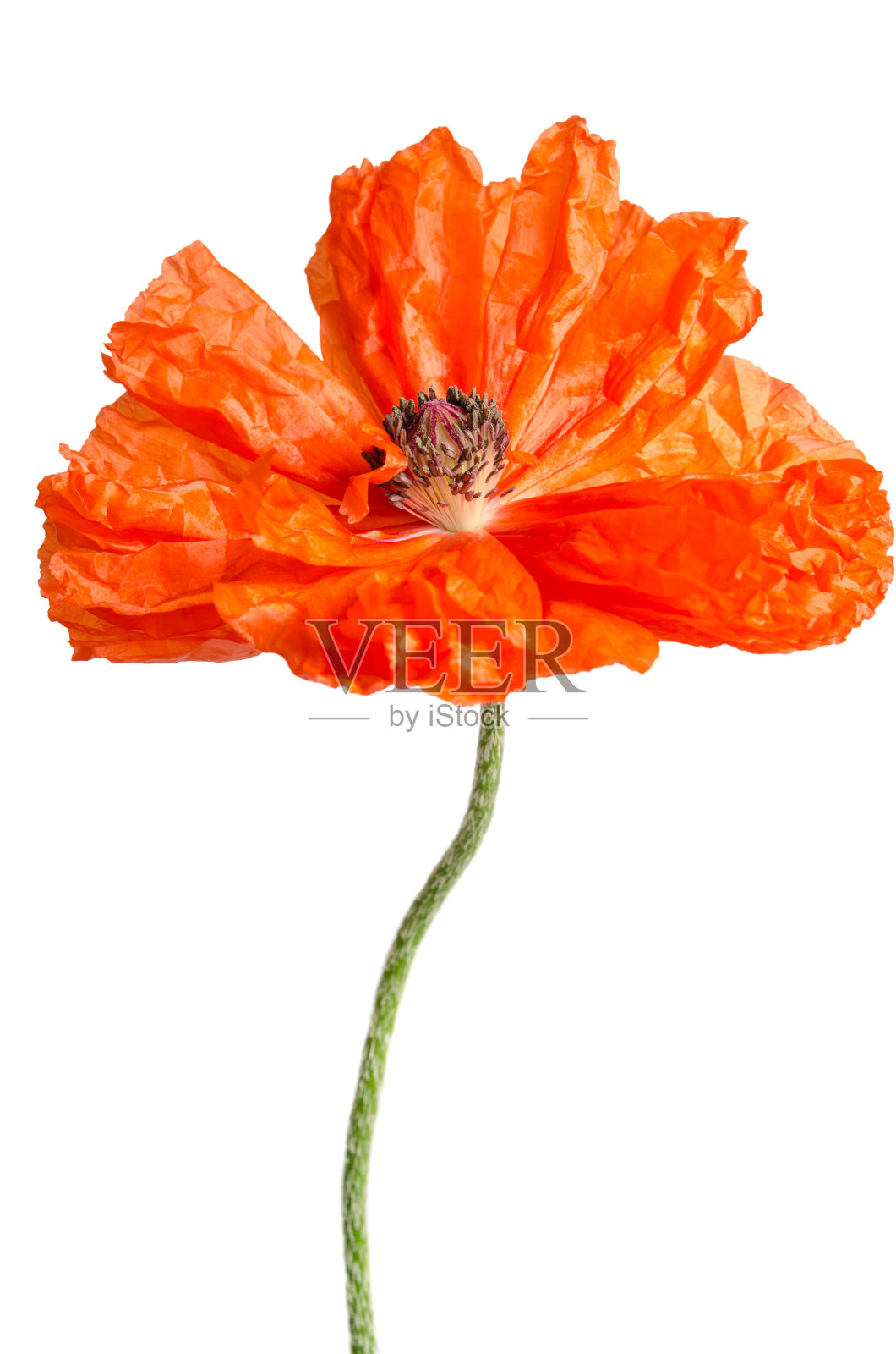 单独的红色罂粟花孤立在白色上照片摄影图片