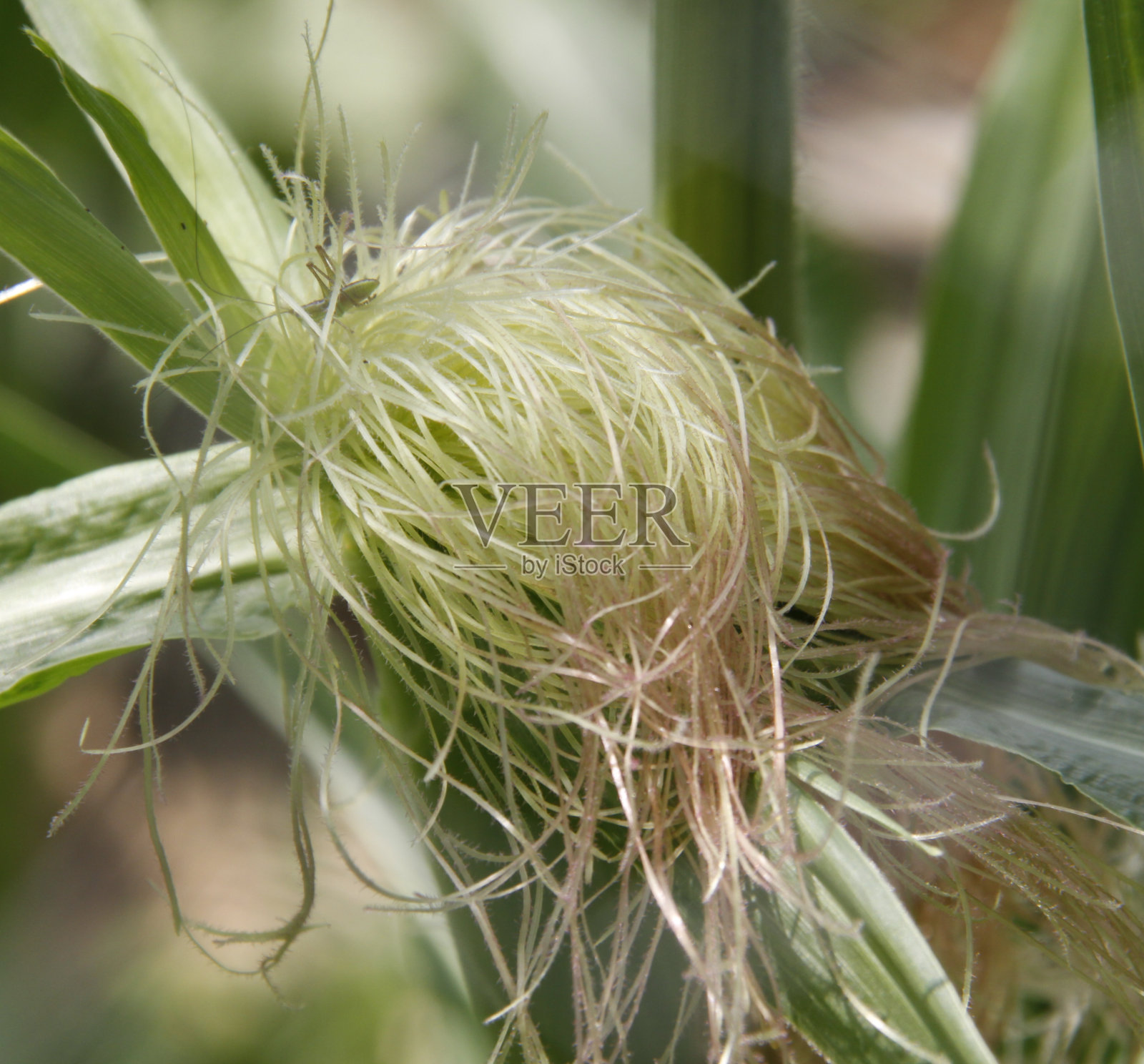 花园入侵者照片摄影图片