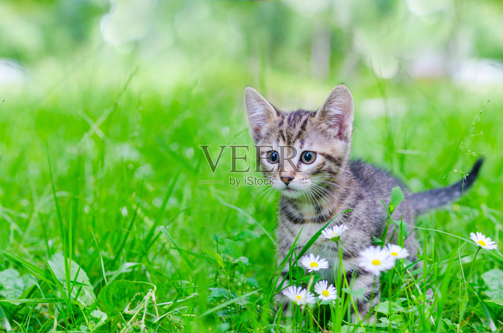 小猫,户外照片摄影图片