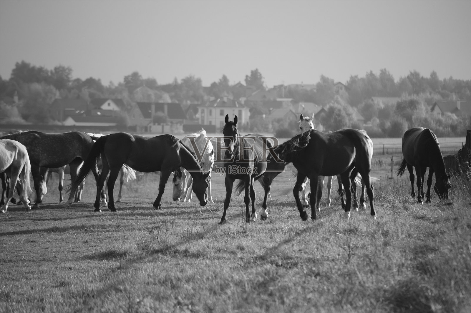 黑白马的肖像。马的黑白肖像。纯种马在背景照片摄影图片