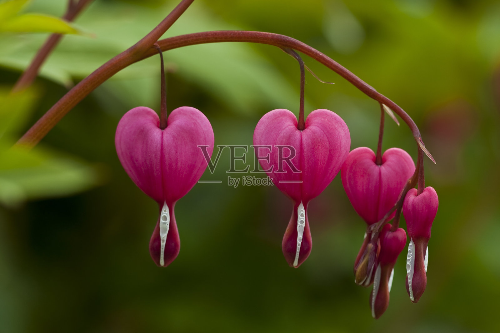 粉红色开花植物特写镜头照片摄影图片
