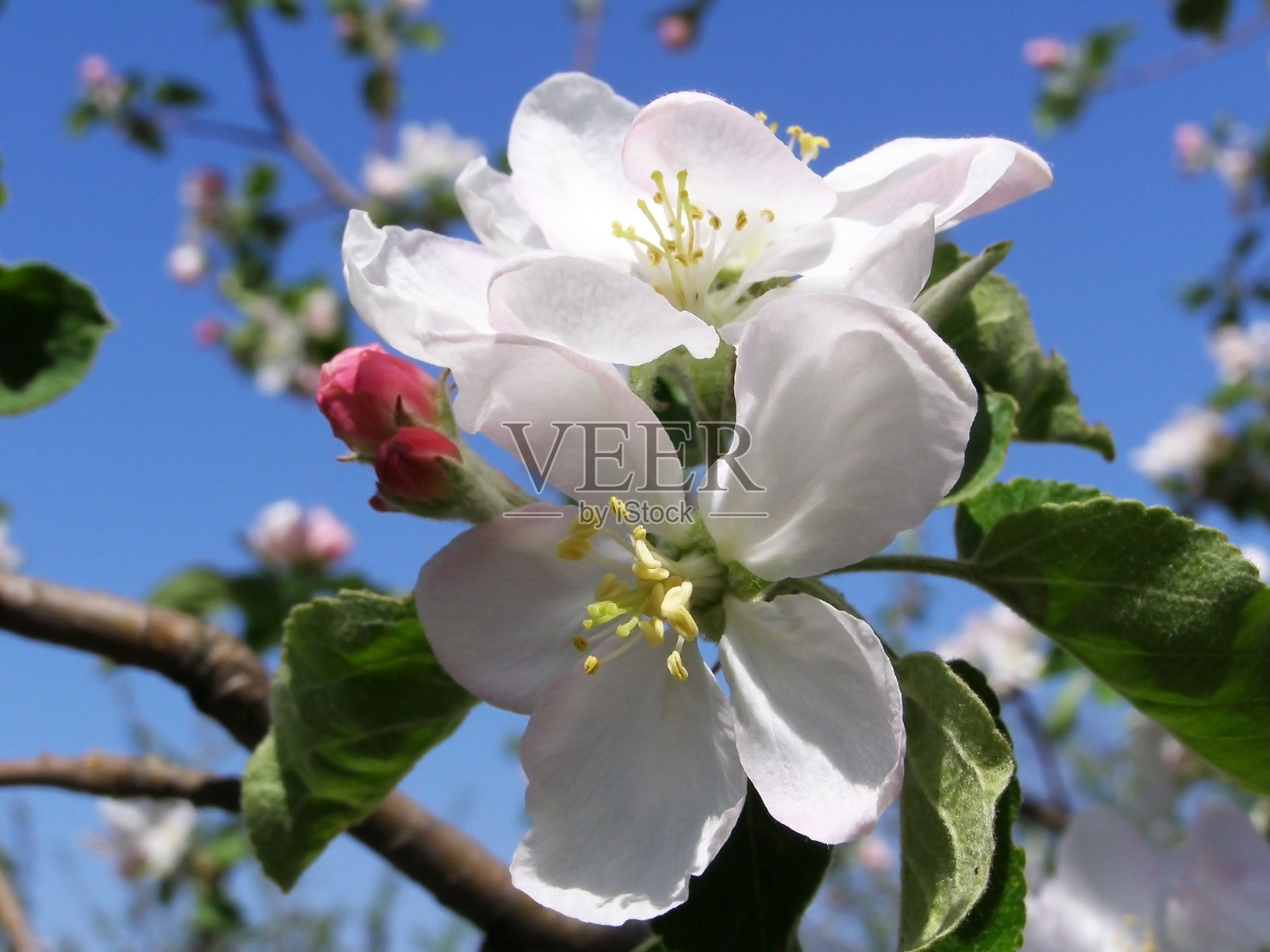 春天的花园里，树上的花朵照片摄影图片