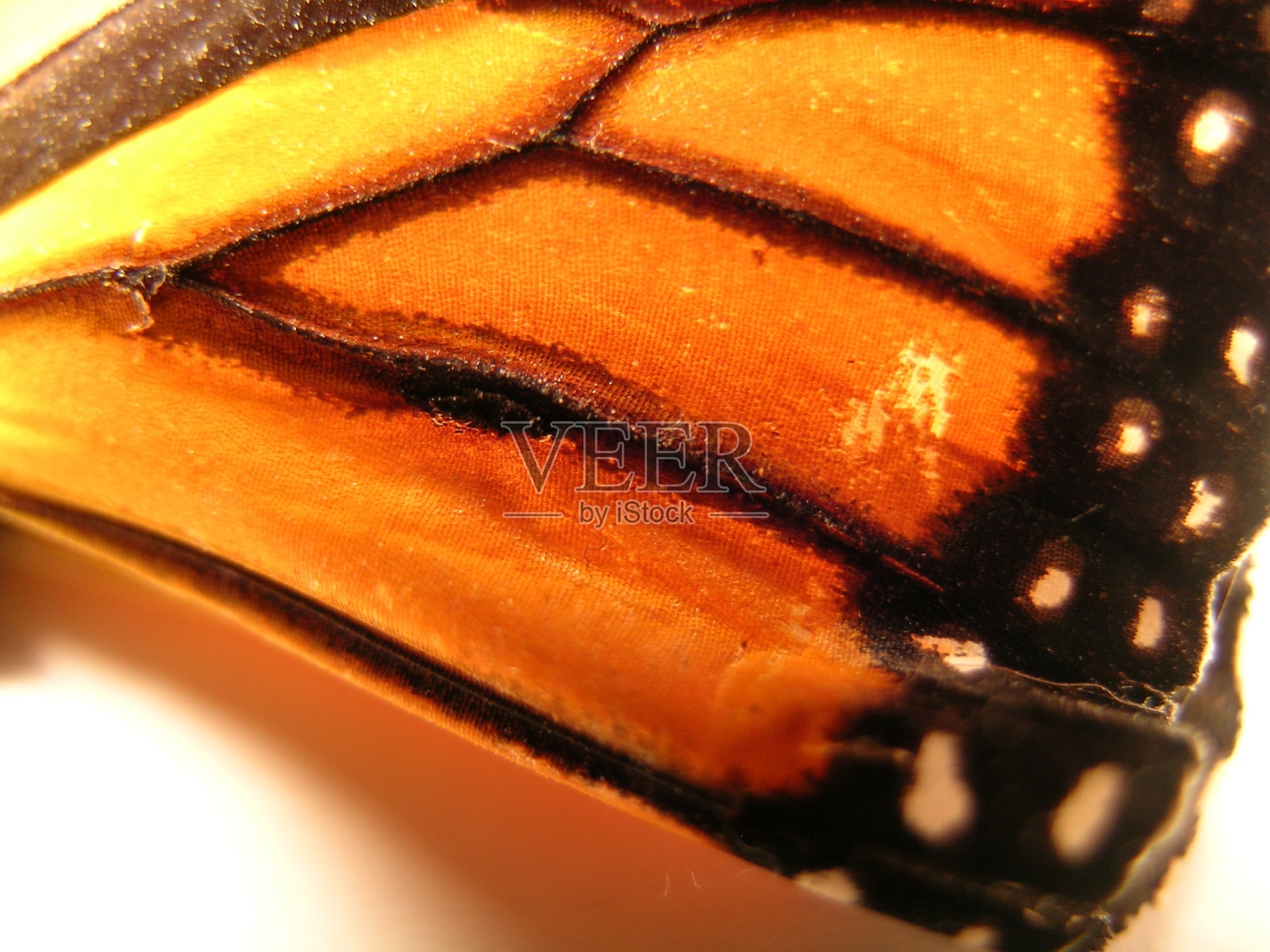 死去的蝴蝶翅膀照片摄影图片