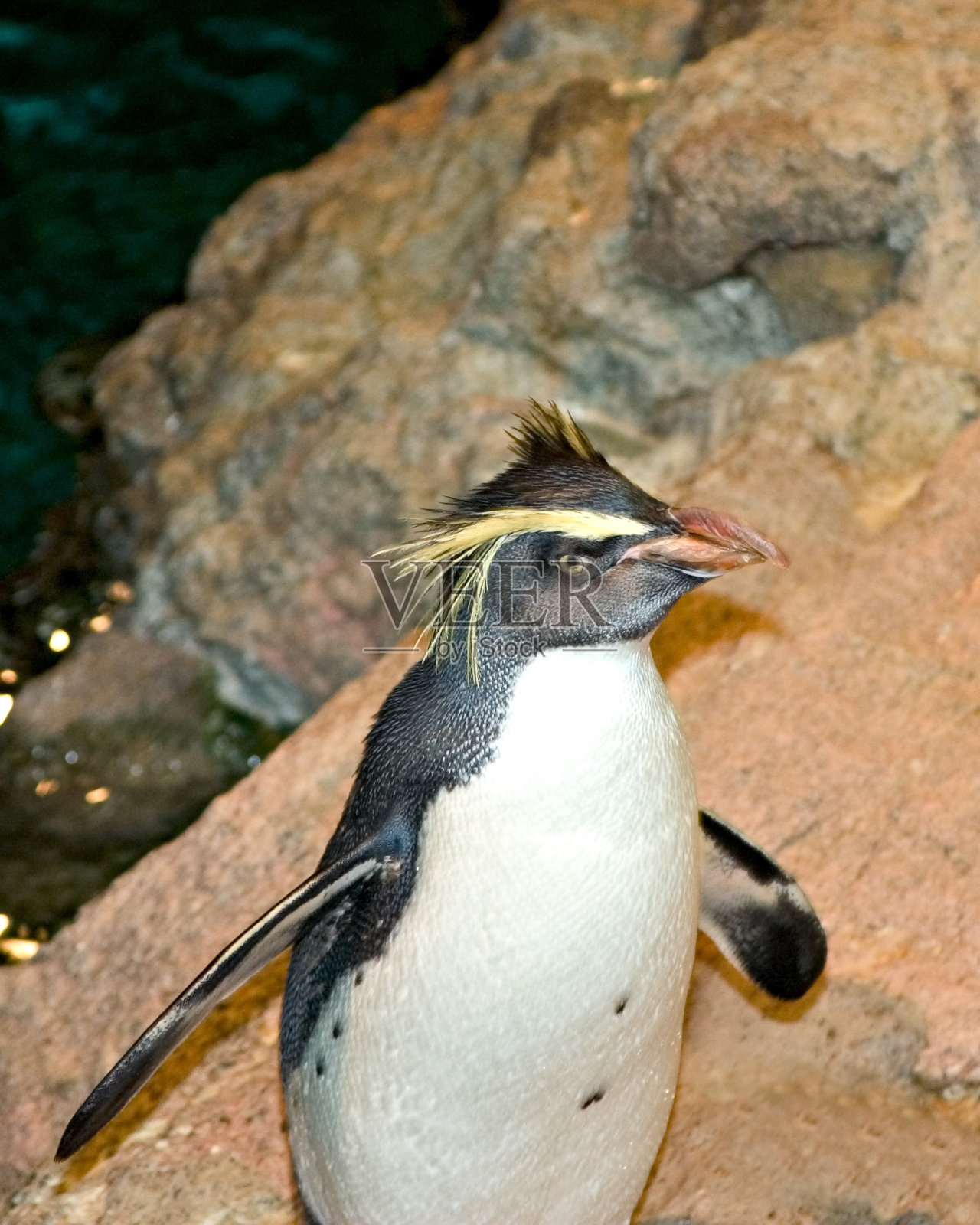 凤冠企鹅2照片摄影图片