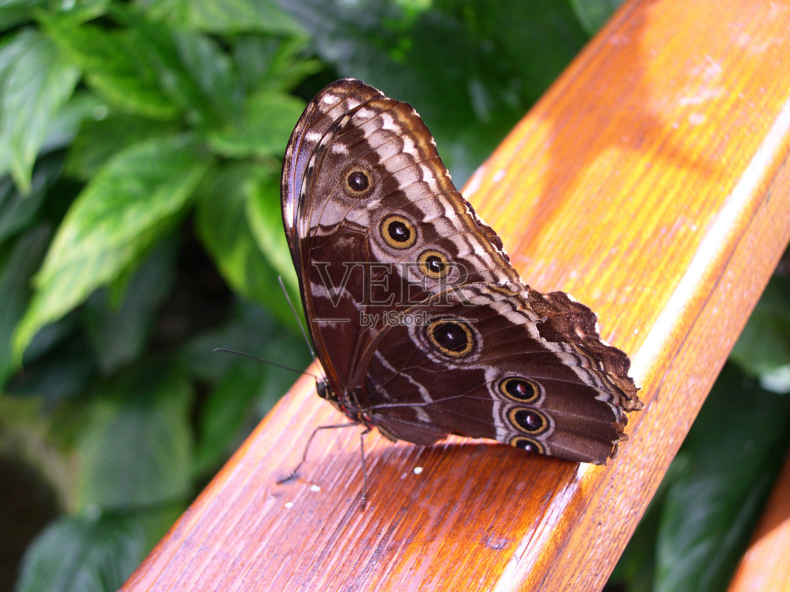 蝴蝶照片摄影图片