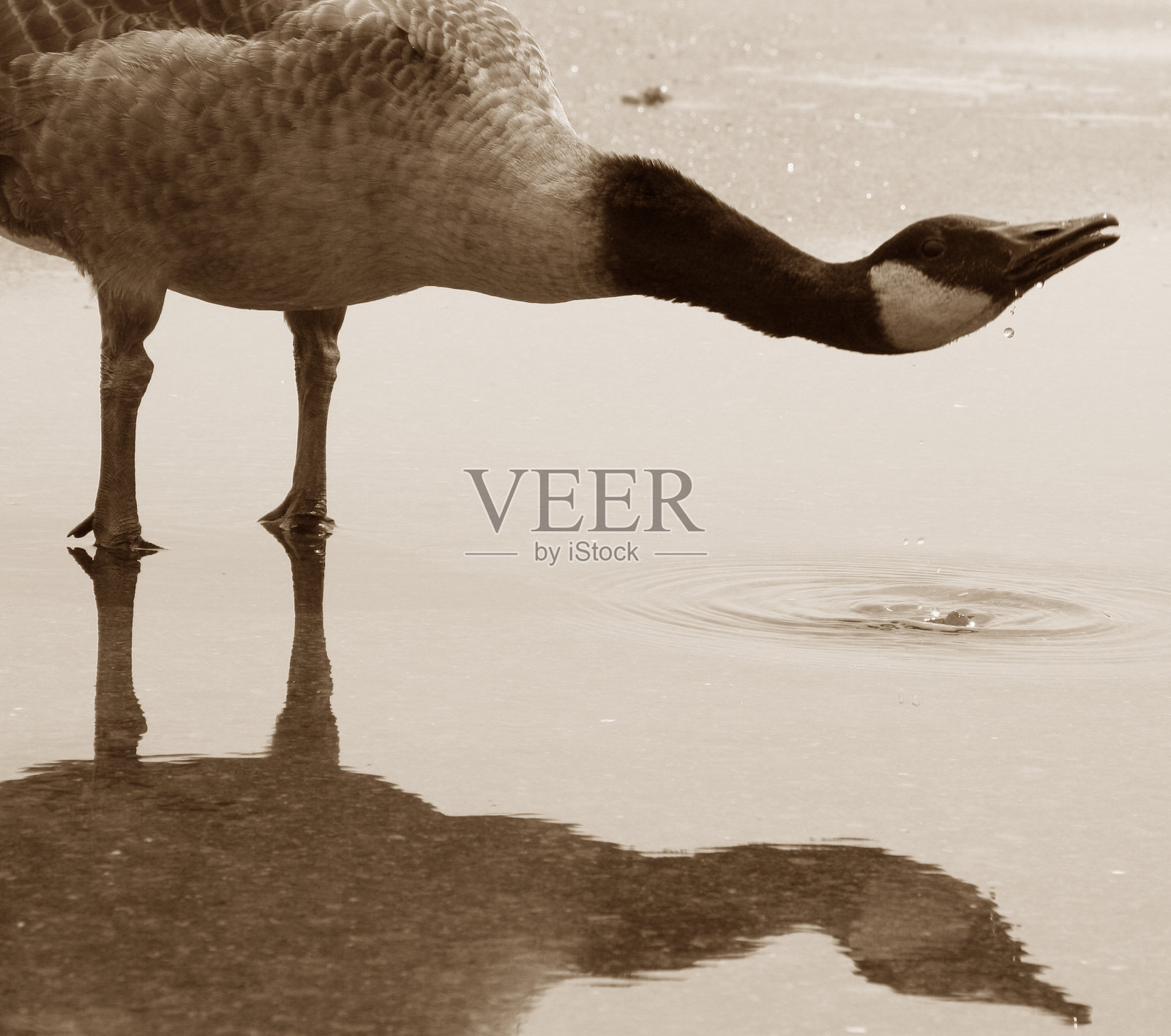 喝鹅照片摄影图片