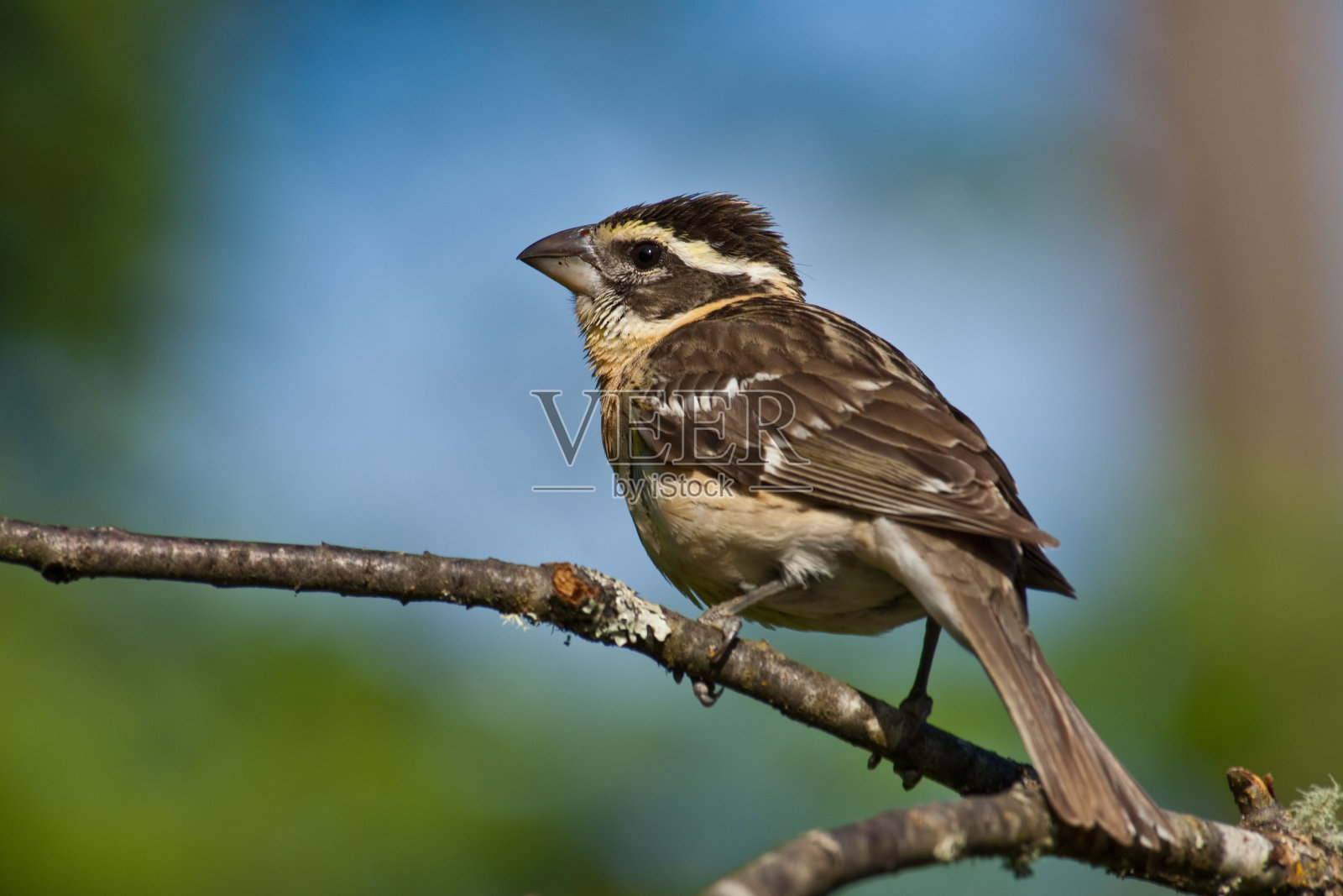 雌性黑头格罗斯比克鸟照片摄影图片