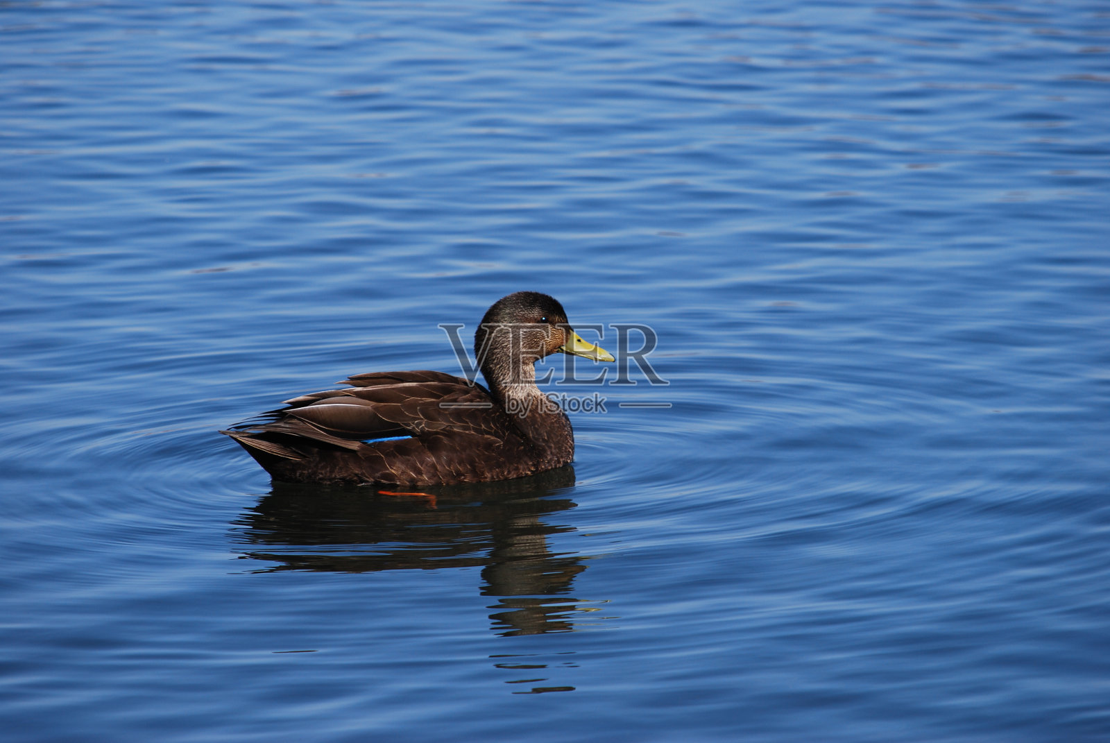 夫人野鸭照片摄影图片