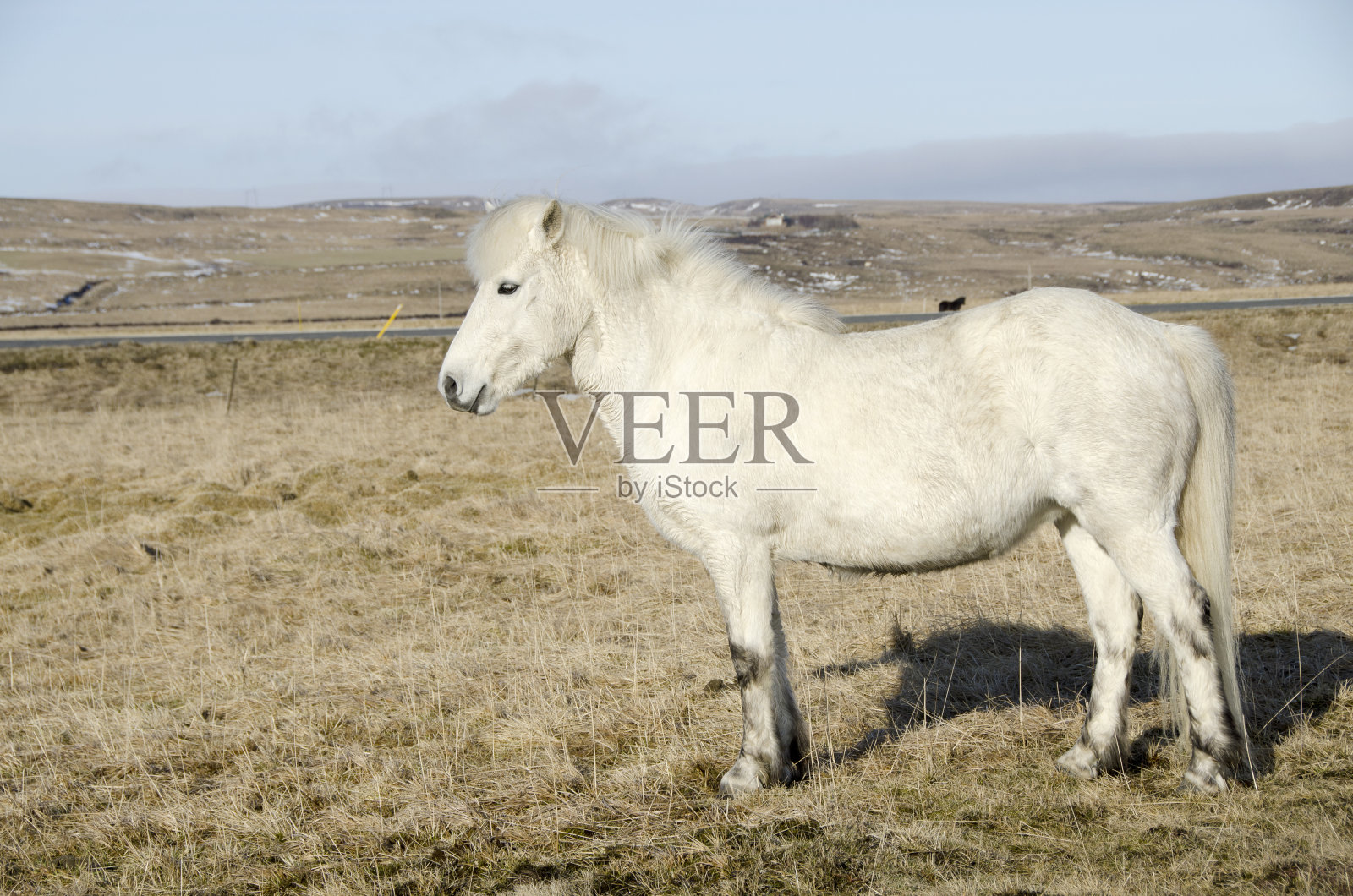 冰岛马照片摄影图片