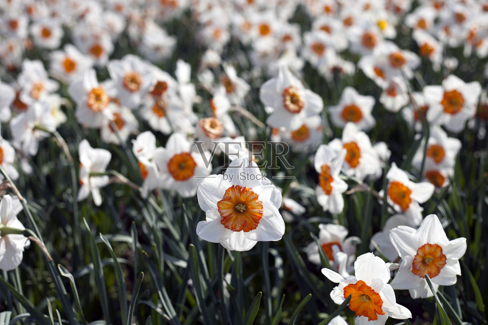 鲜花的军队照片摄影图片