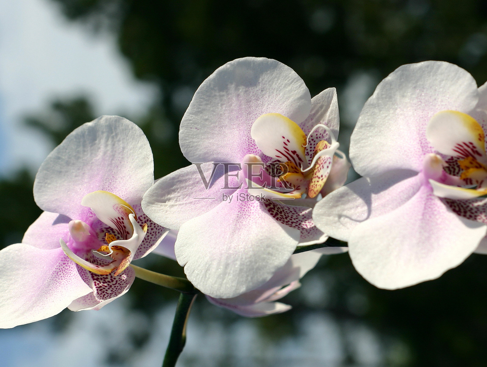 兰花照片摄影图片