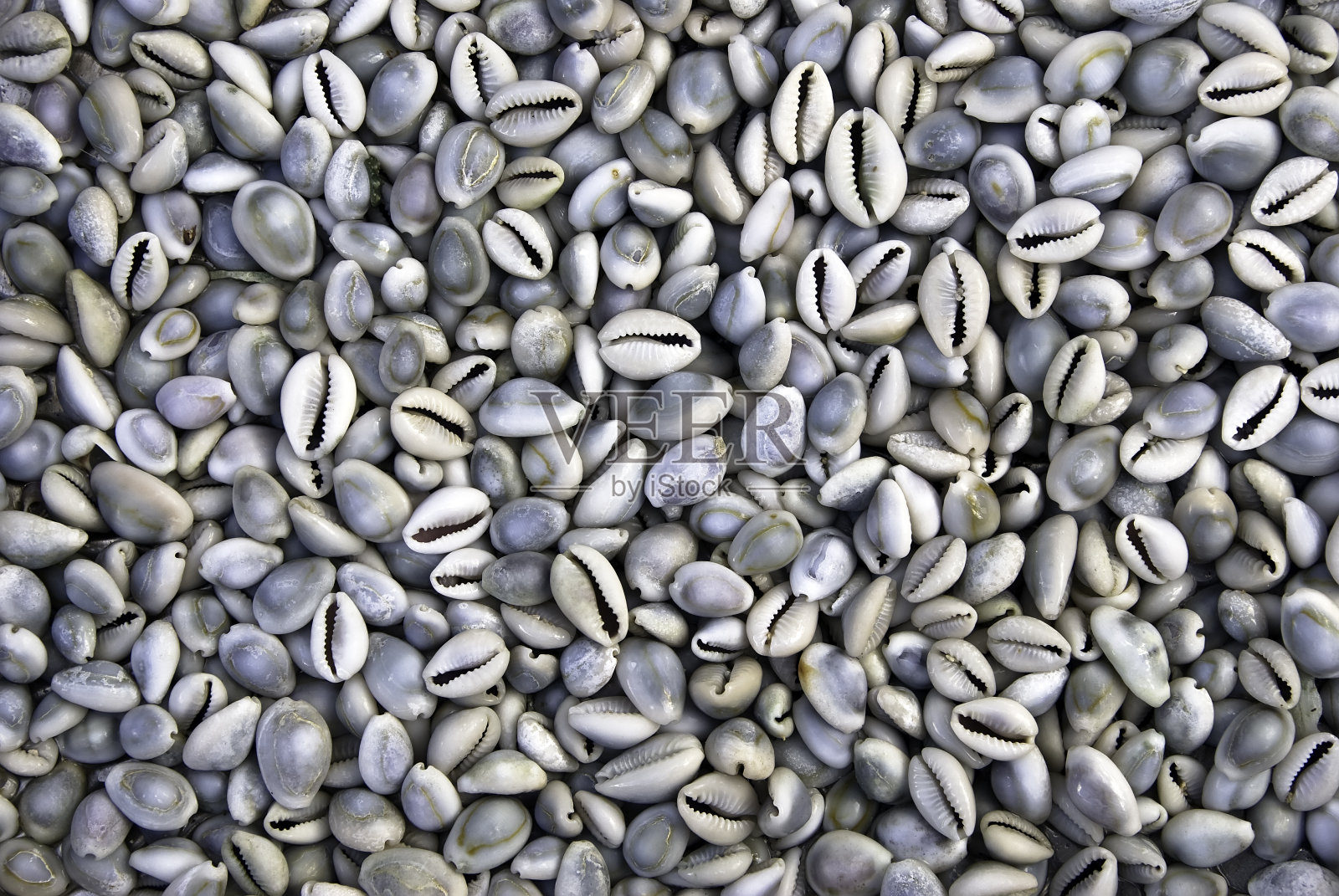 Cypraea热带壳照片摄影图片