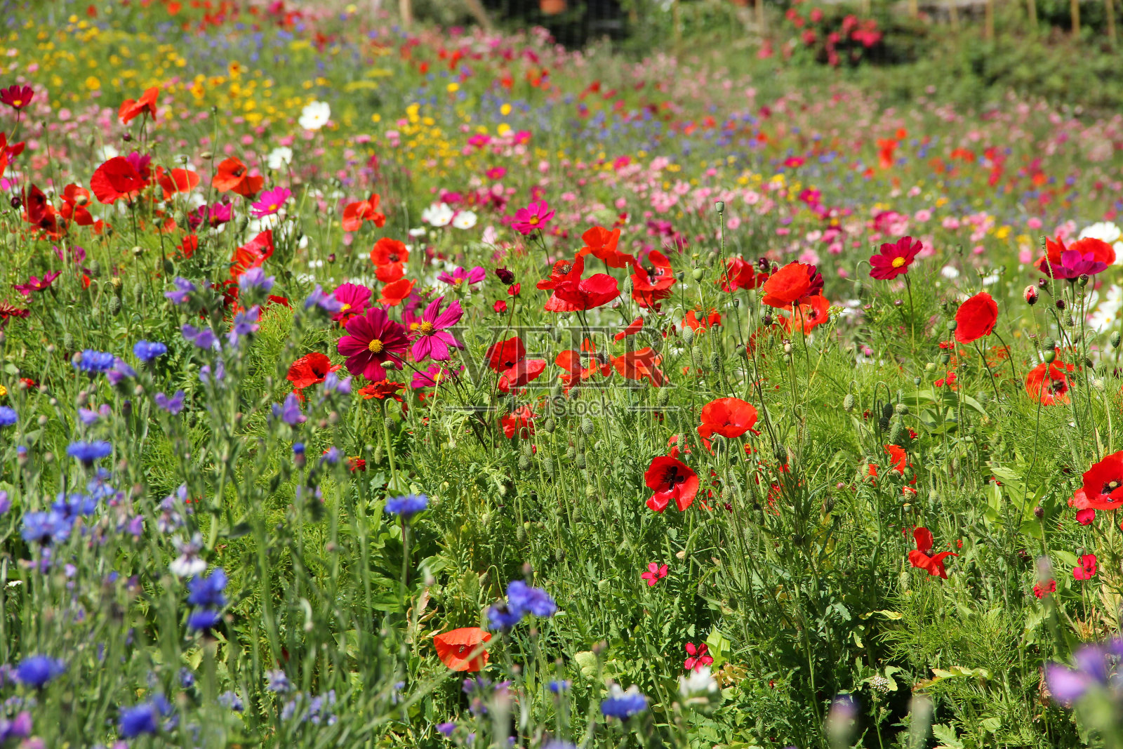 夏季鲜花草甸照片摄影图片