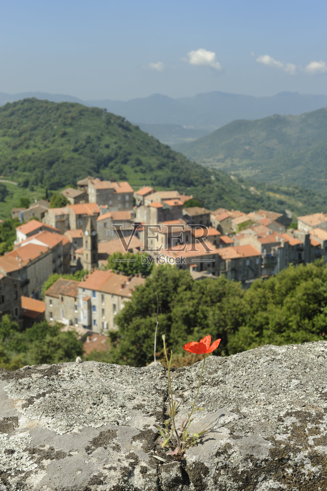 罂粟照片摄影图片