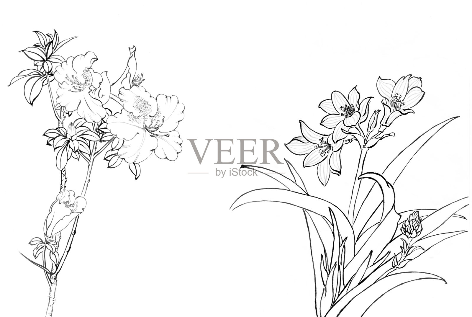 我的艺术作品——中国画，花插画图片素材