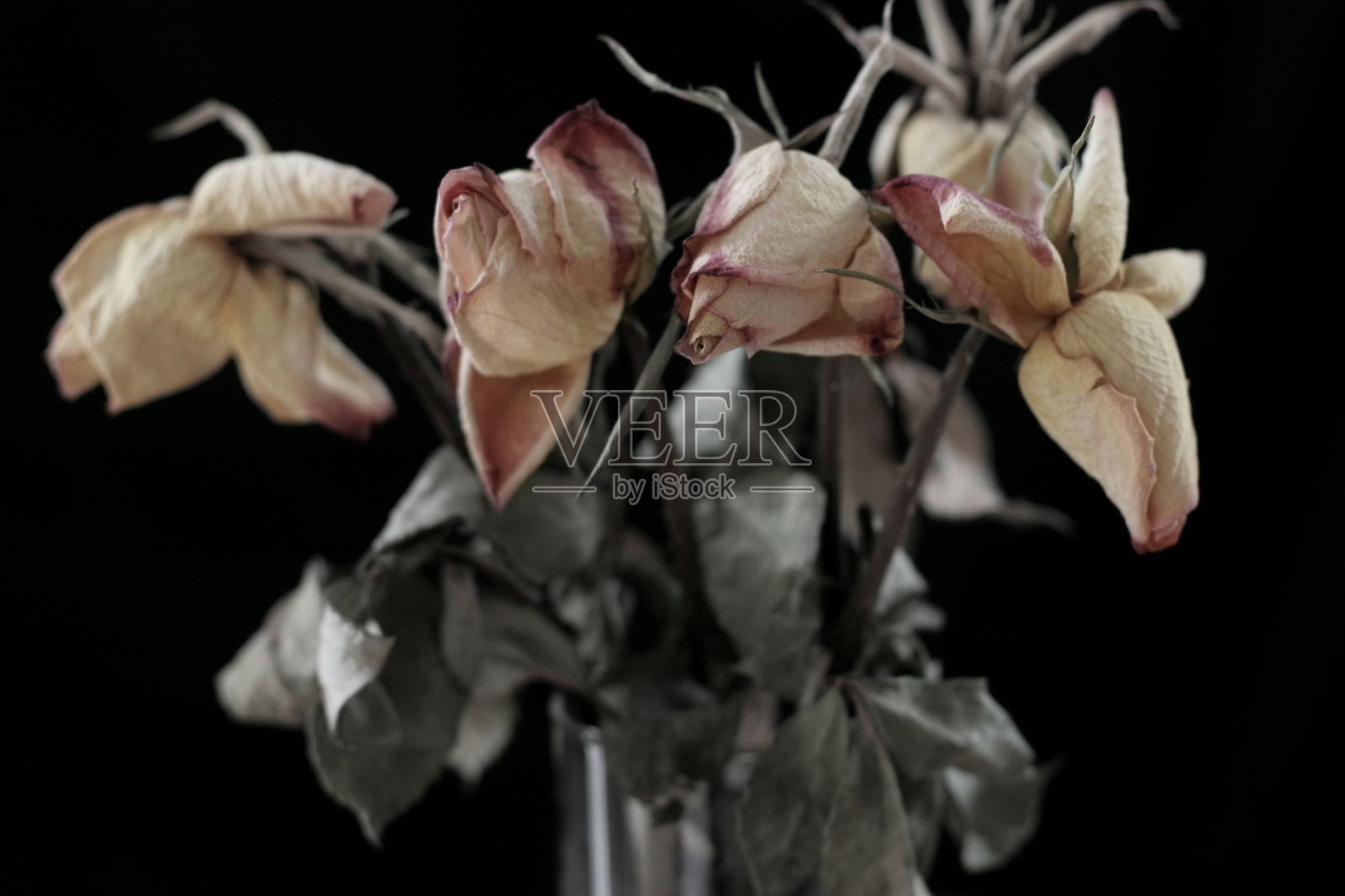 褪色的玫瑰照片摄影图片