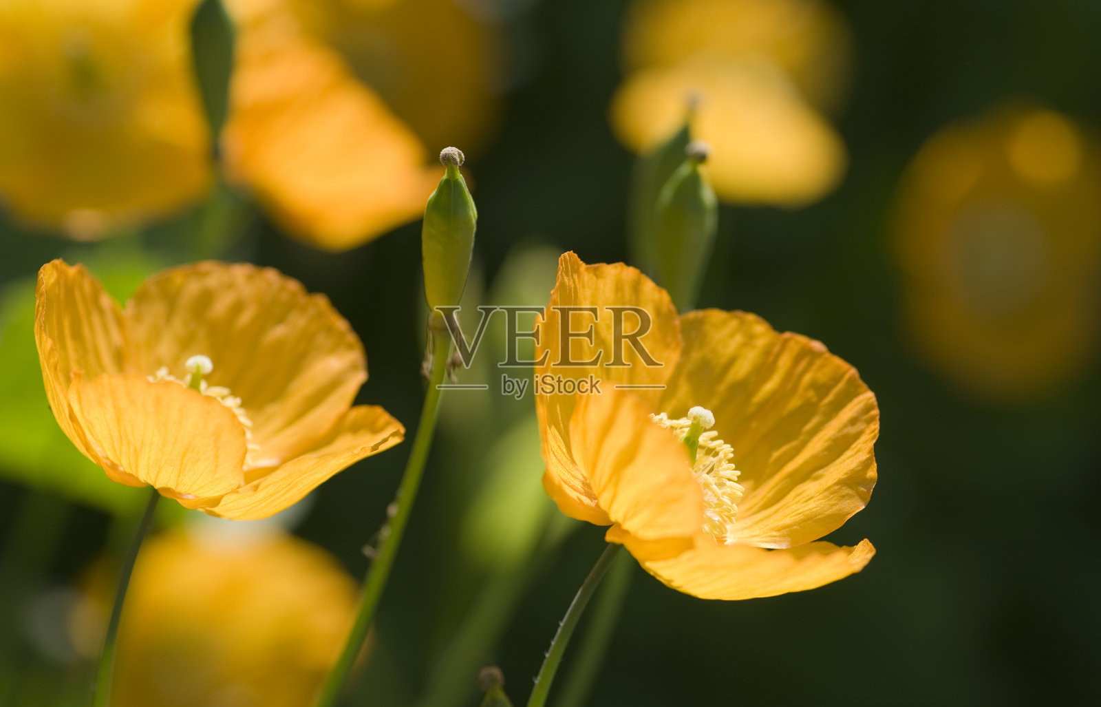 金色的罂粟照片摄影图片