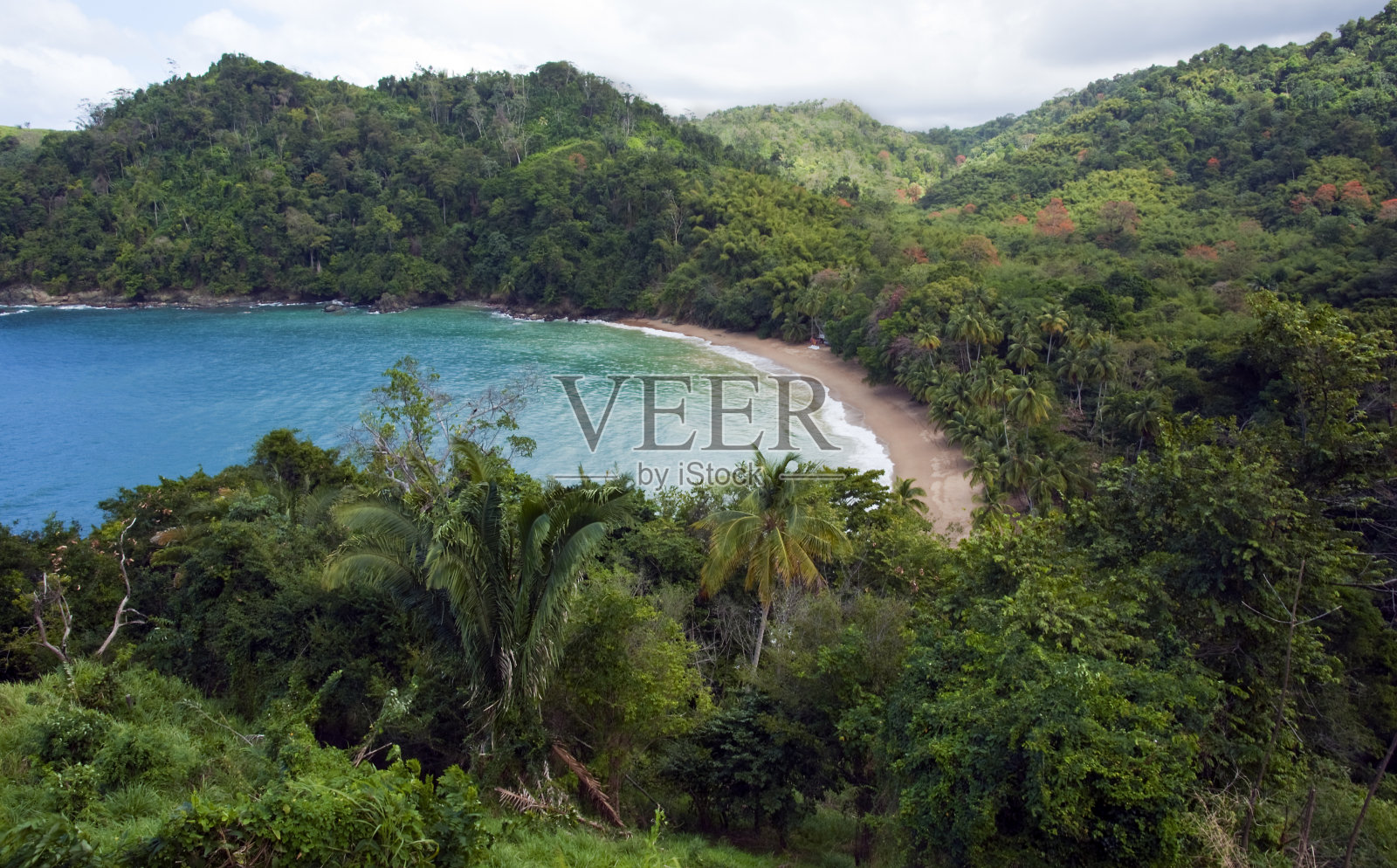 热带雨林照片摄影图片