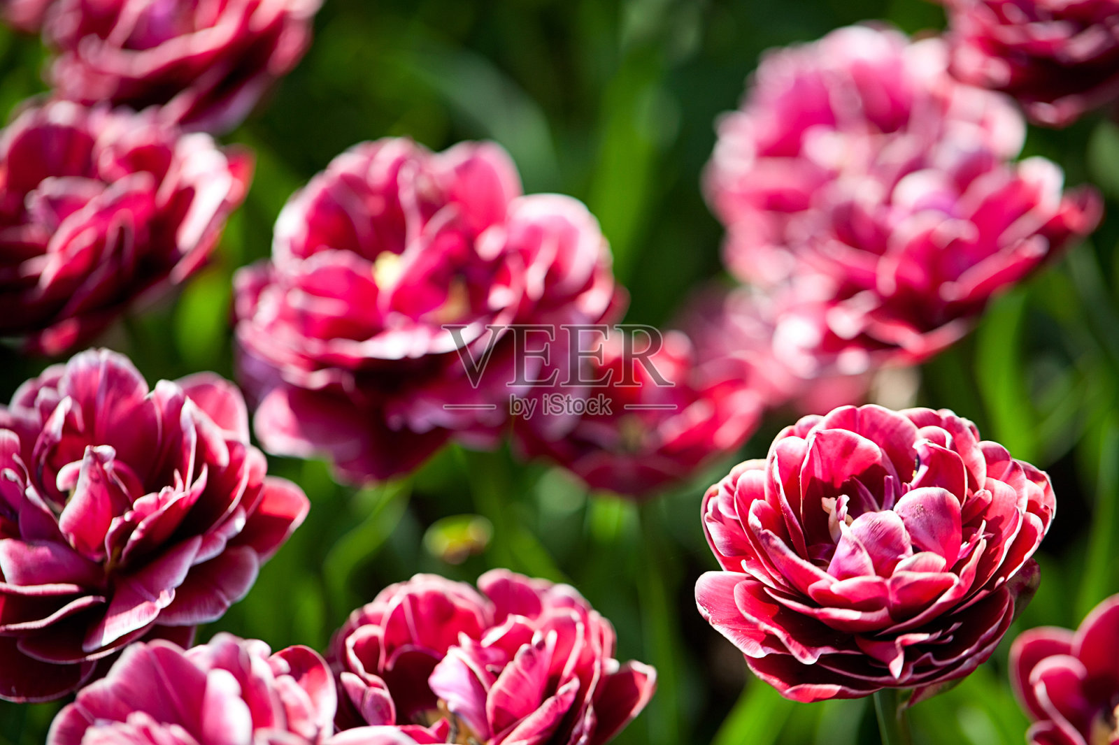 美丽的红色郁金香照片摄影图片