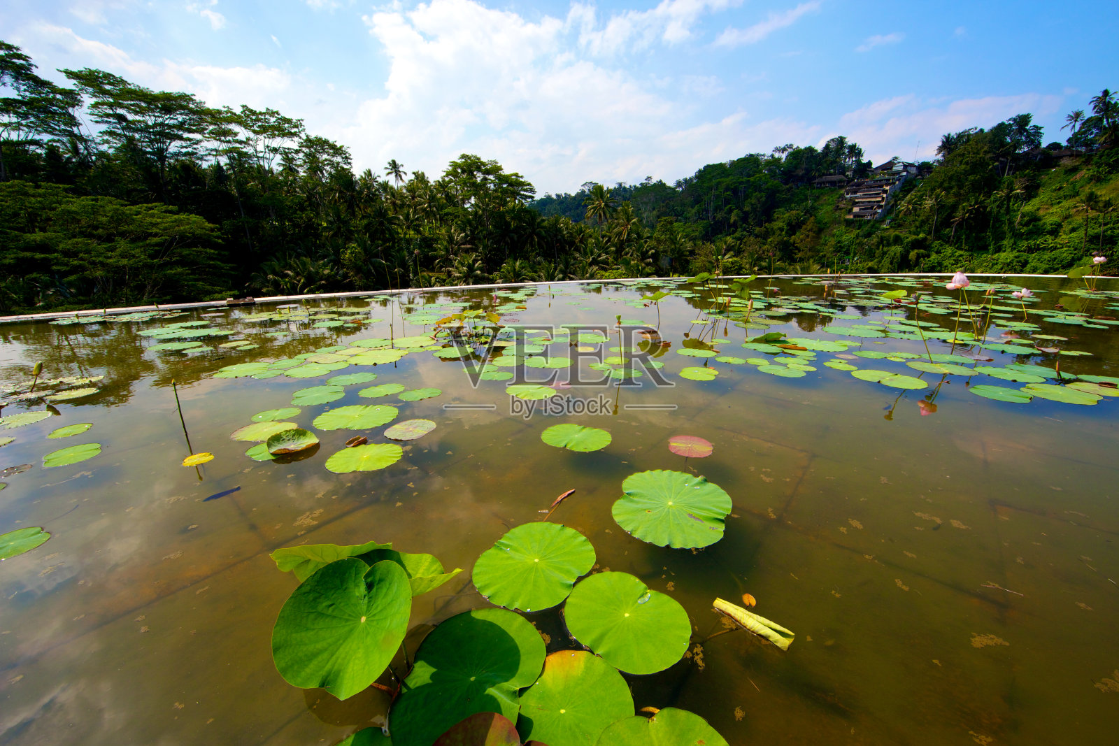 莲花池照片摄影图片