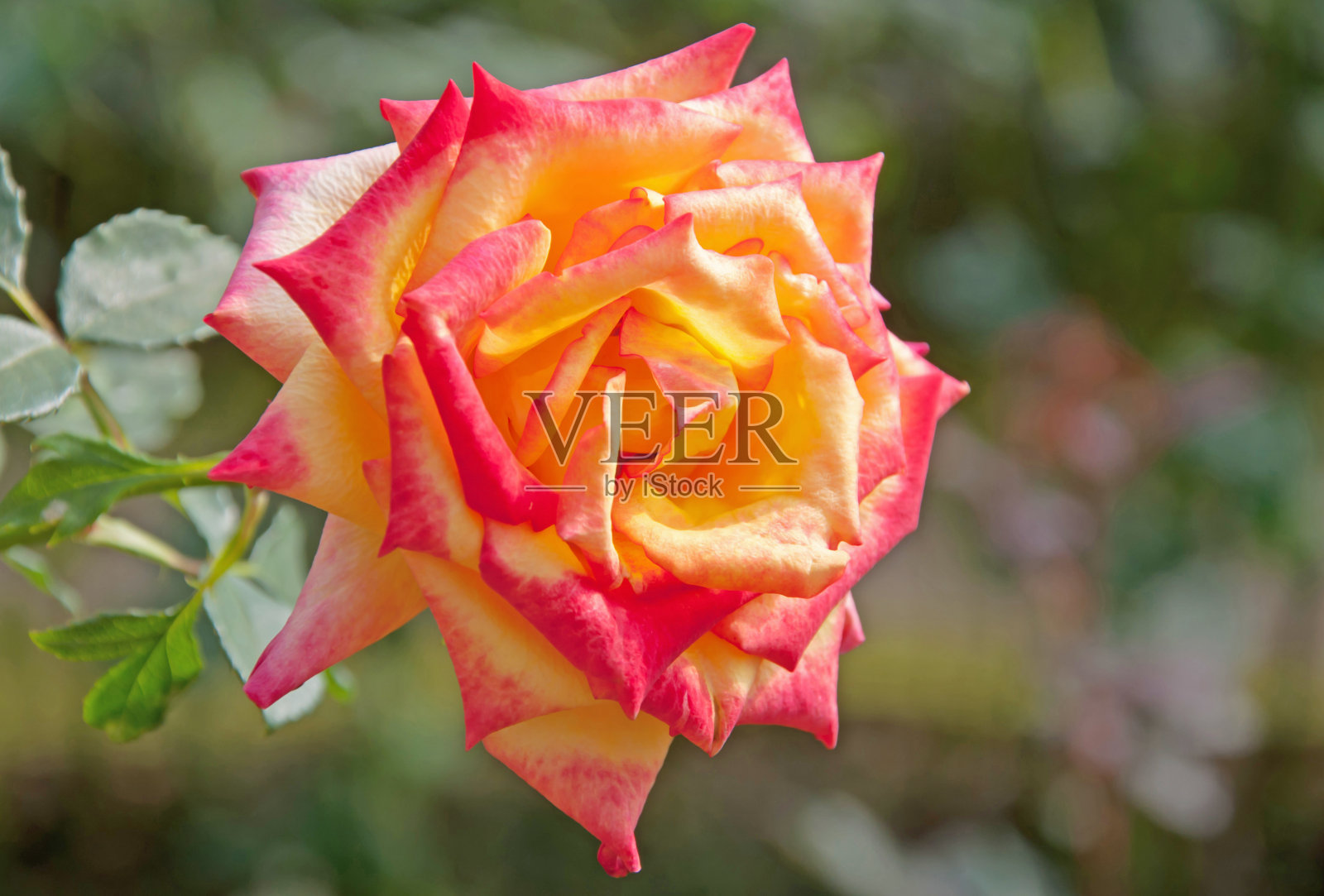 美丽的玫瑰花照片摄影图片