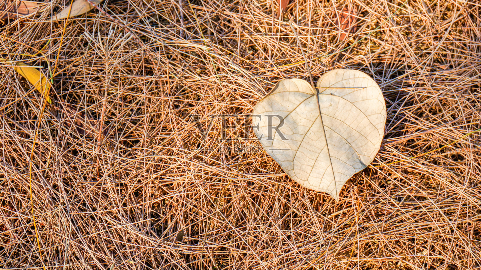 秋天的落叶在地上照片摄影图片