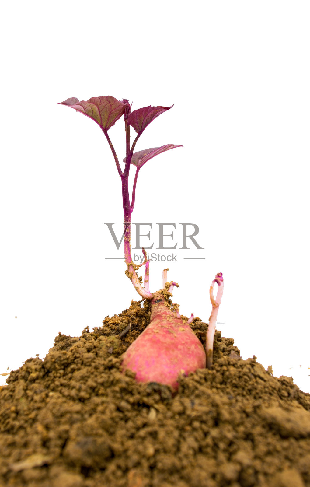 土豆发芽照片摄影图片