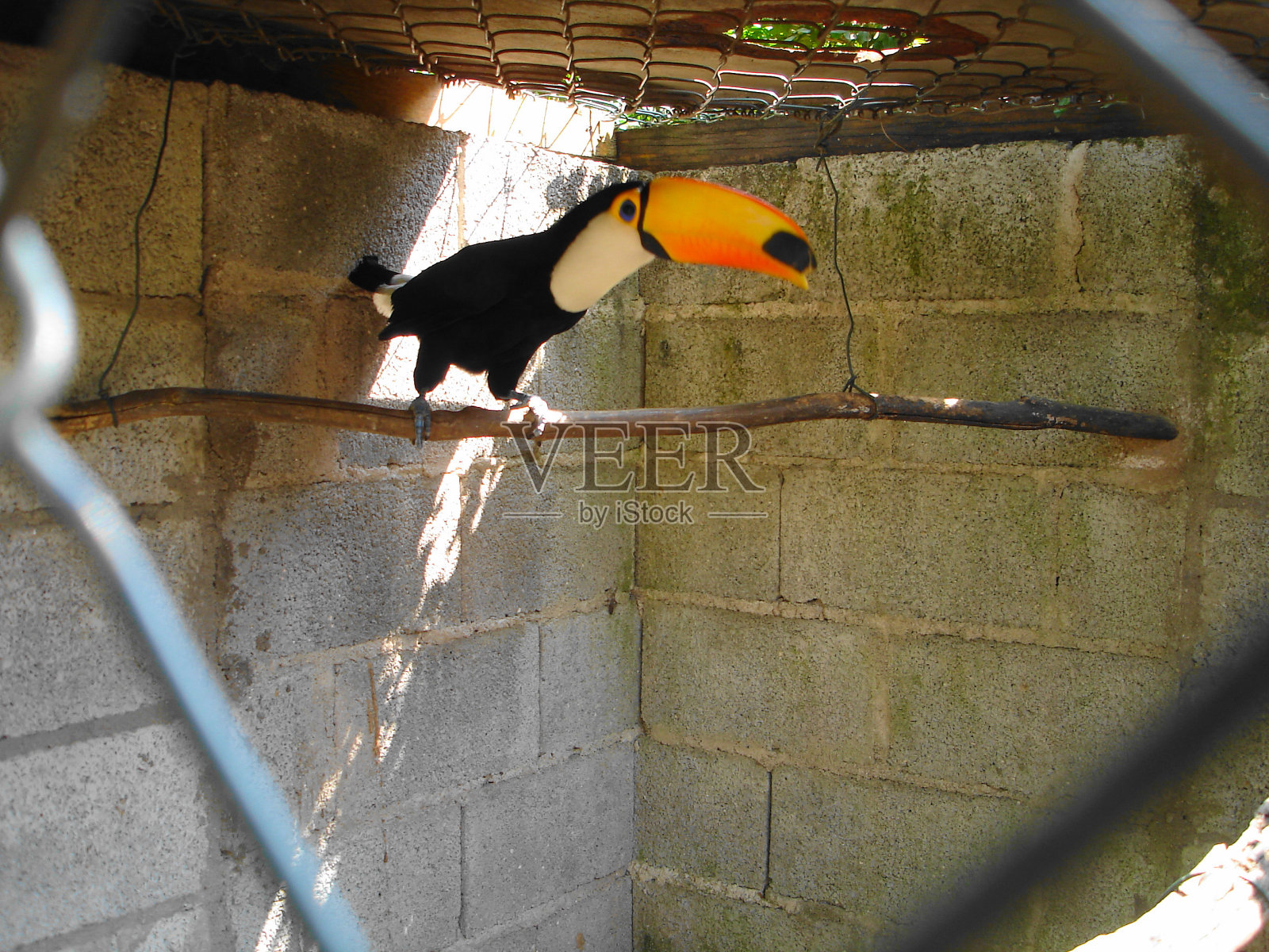 托科巨嘴鸟或(Ramphastos Toco)照片摄影图片