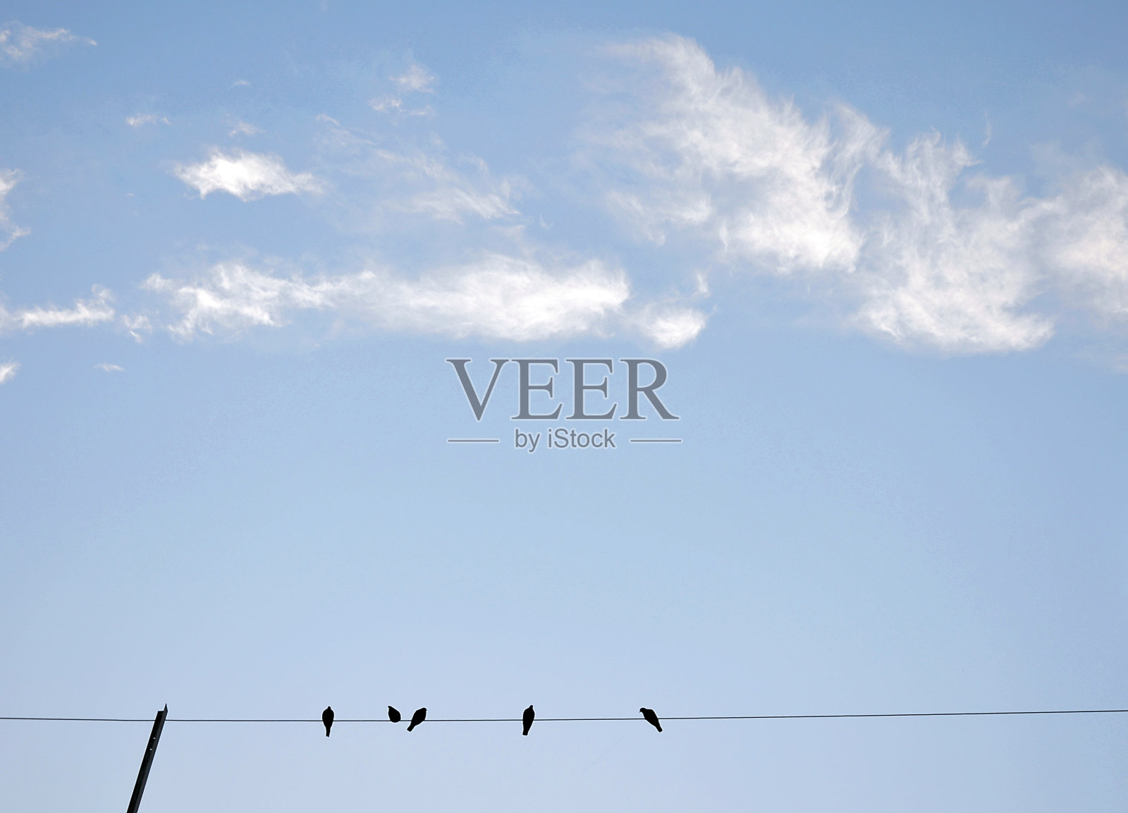 电线上的鸽子照片摄影图片