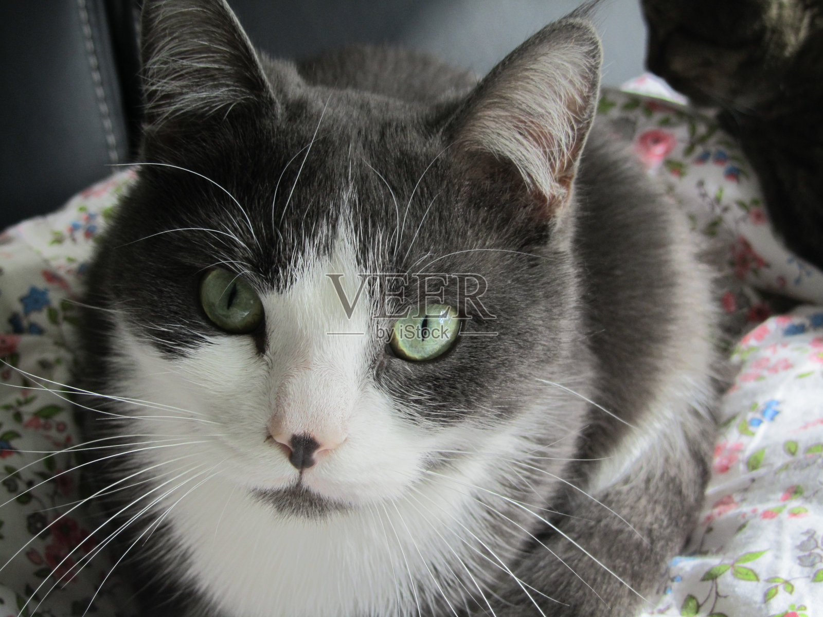 闲谈，聊天照片摄影图片