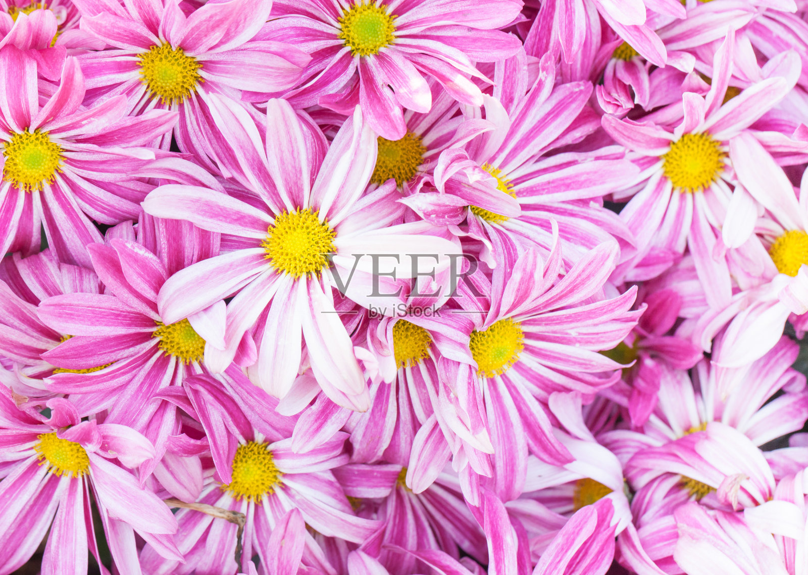 美丽的紫花照片摄影图片