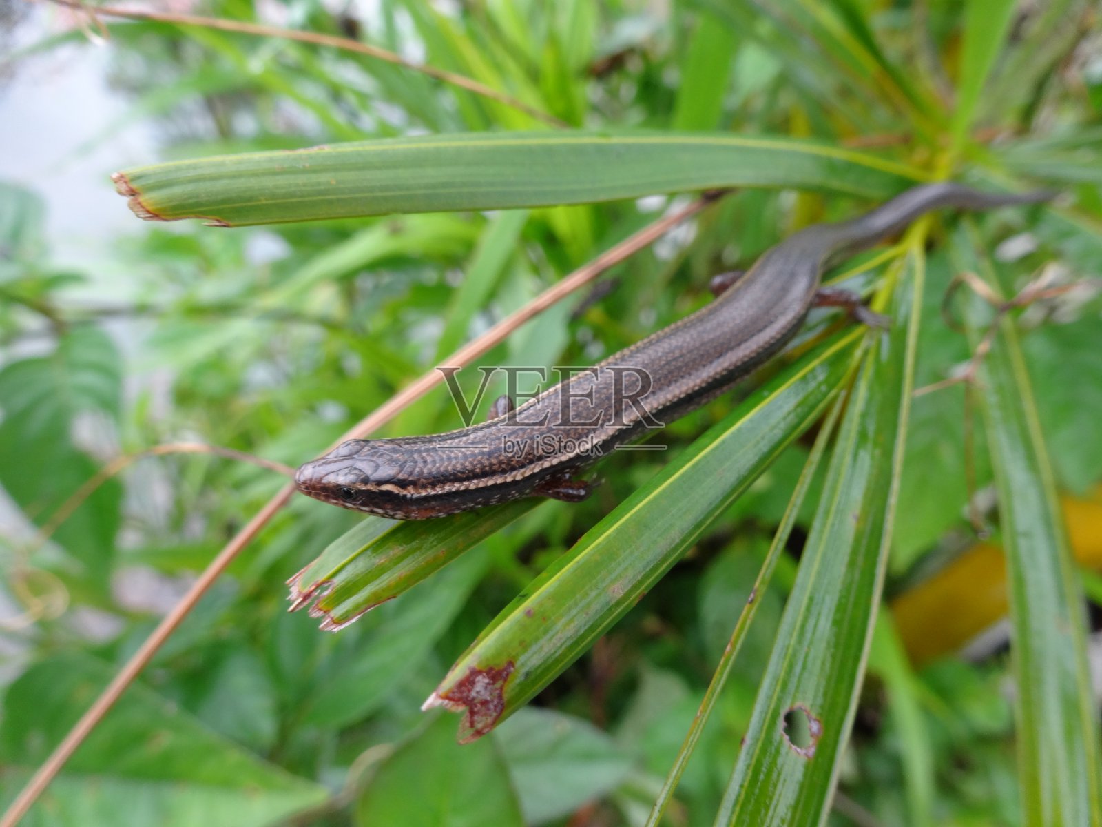 洪水照片摄影图片