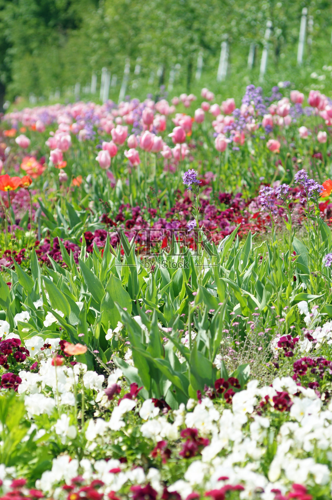 五颜六色的鲜花草甸照片摄影图片