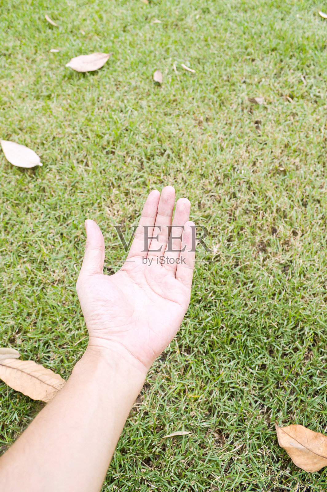 手在绿草上照片摄影图片