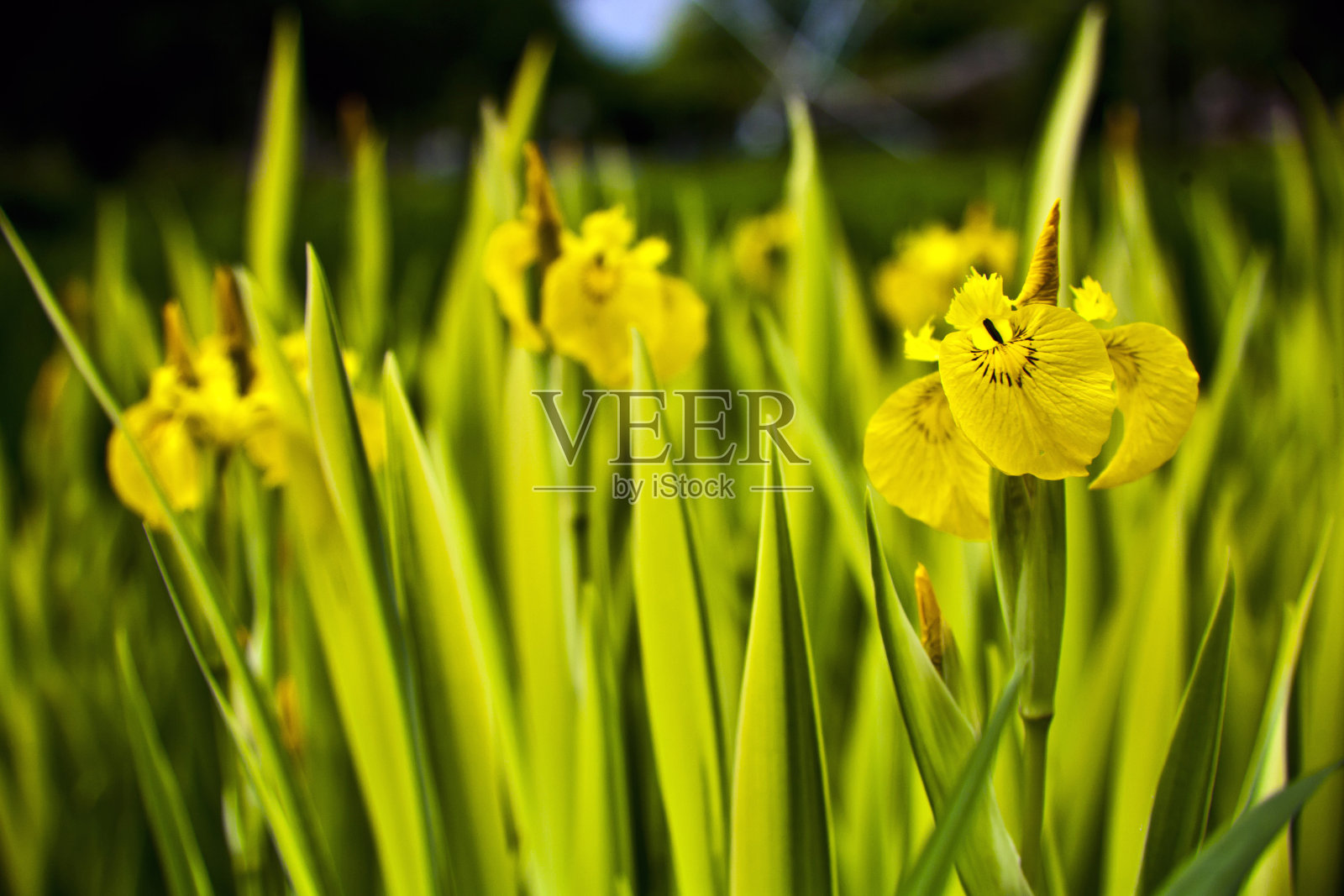 黄花鸢尾照片摄影图片