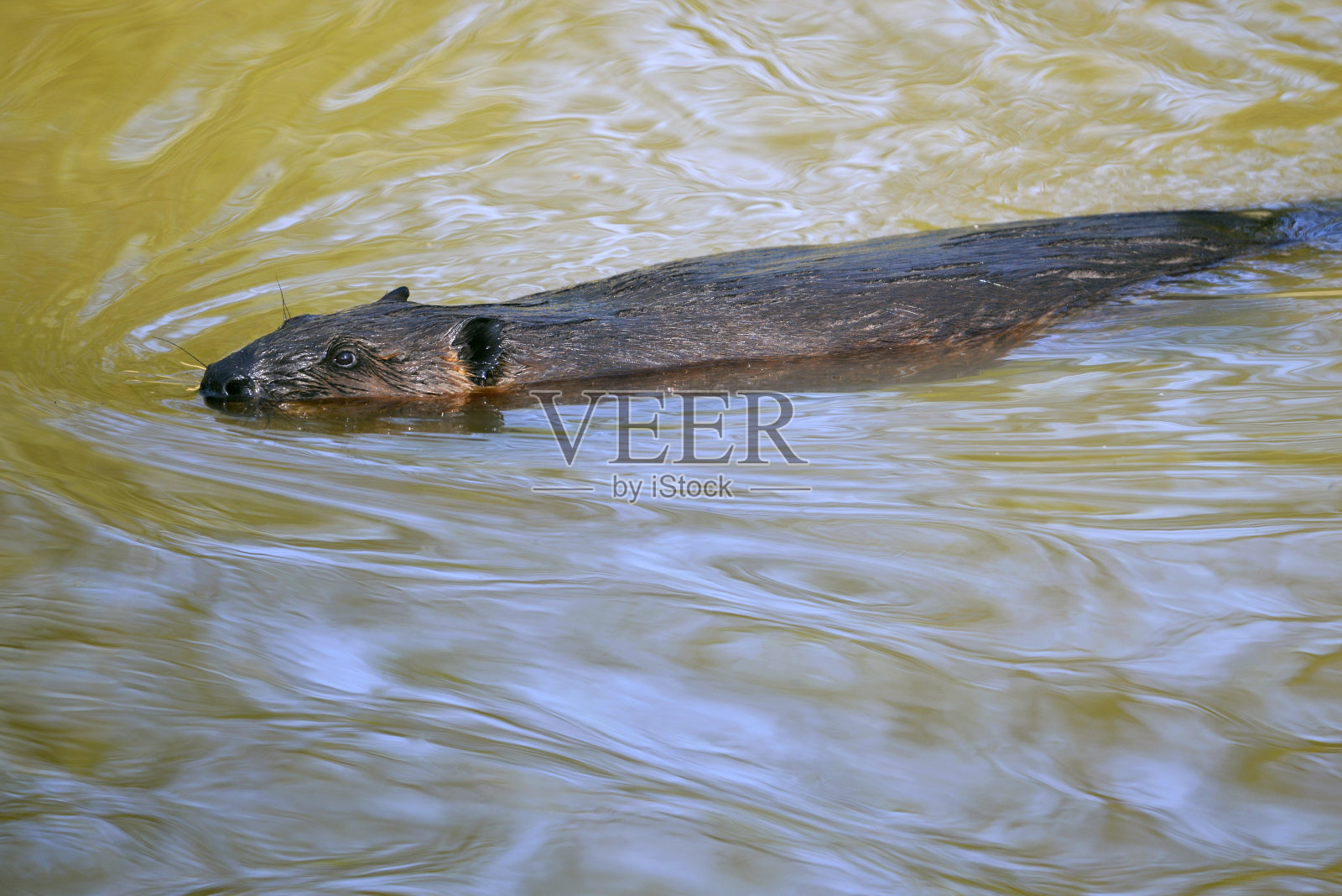 北美海狸游泳照片摄影图片