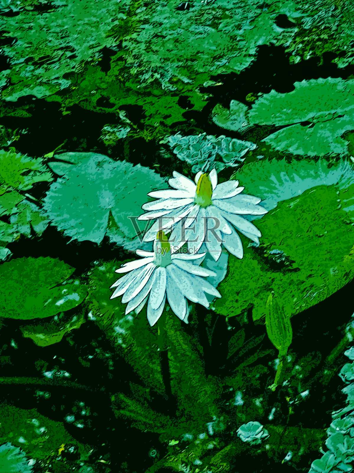 白莲，白莲，睡莲照片摄影图片