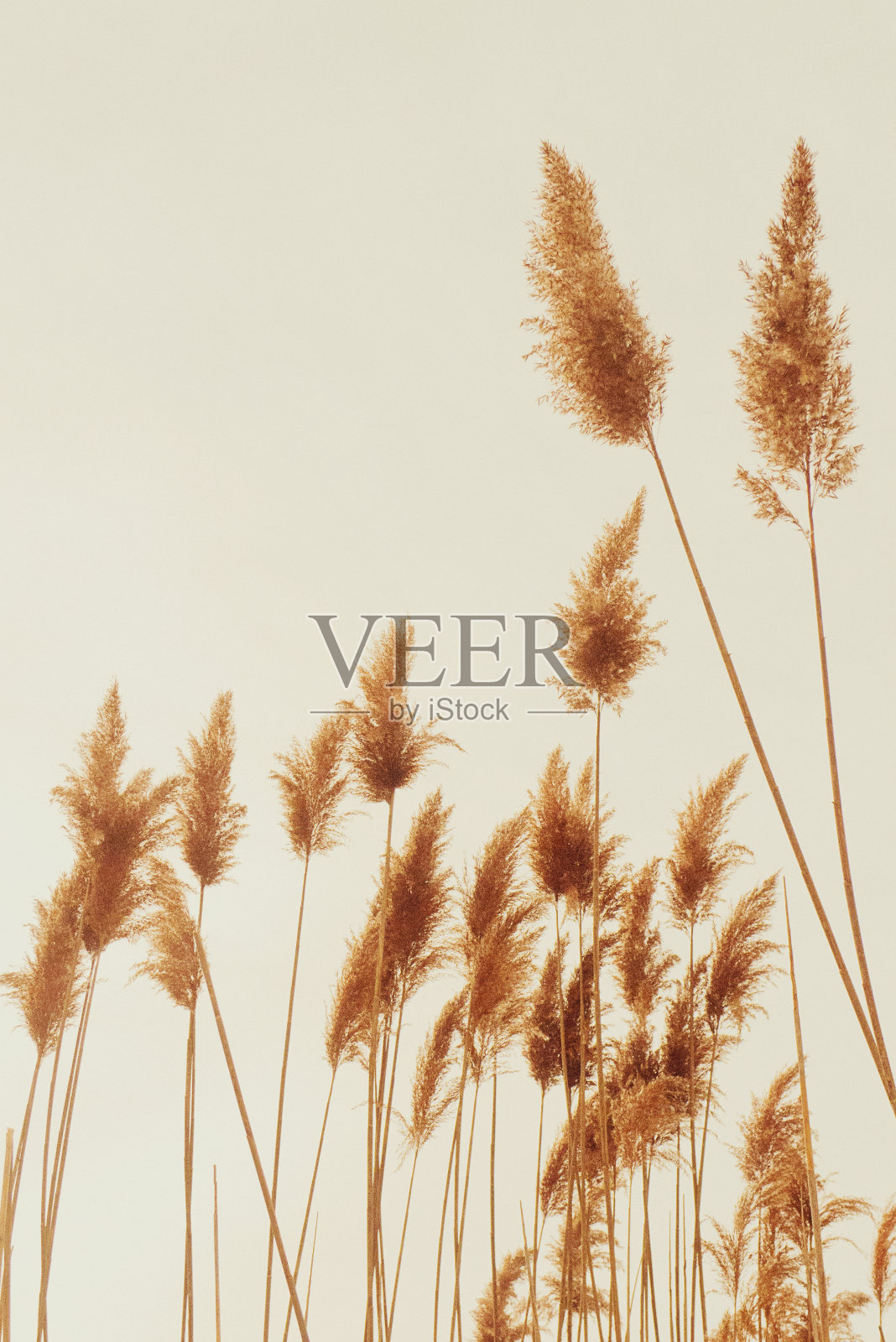 细长的茎上长着高大的棕色芦苇照片摄影图片