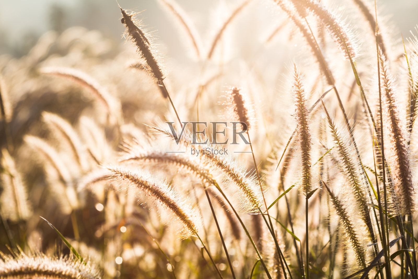 草地上的草和日落照片摄影图片