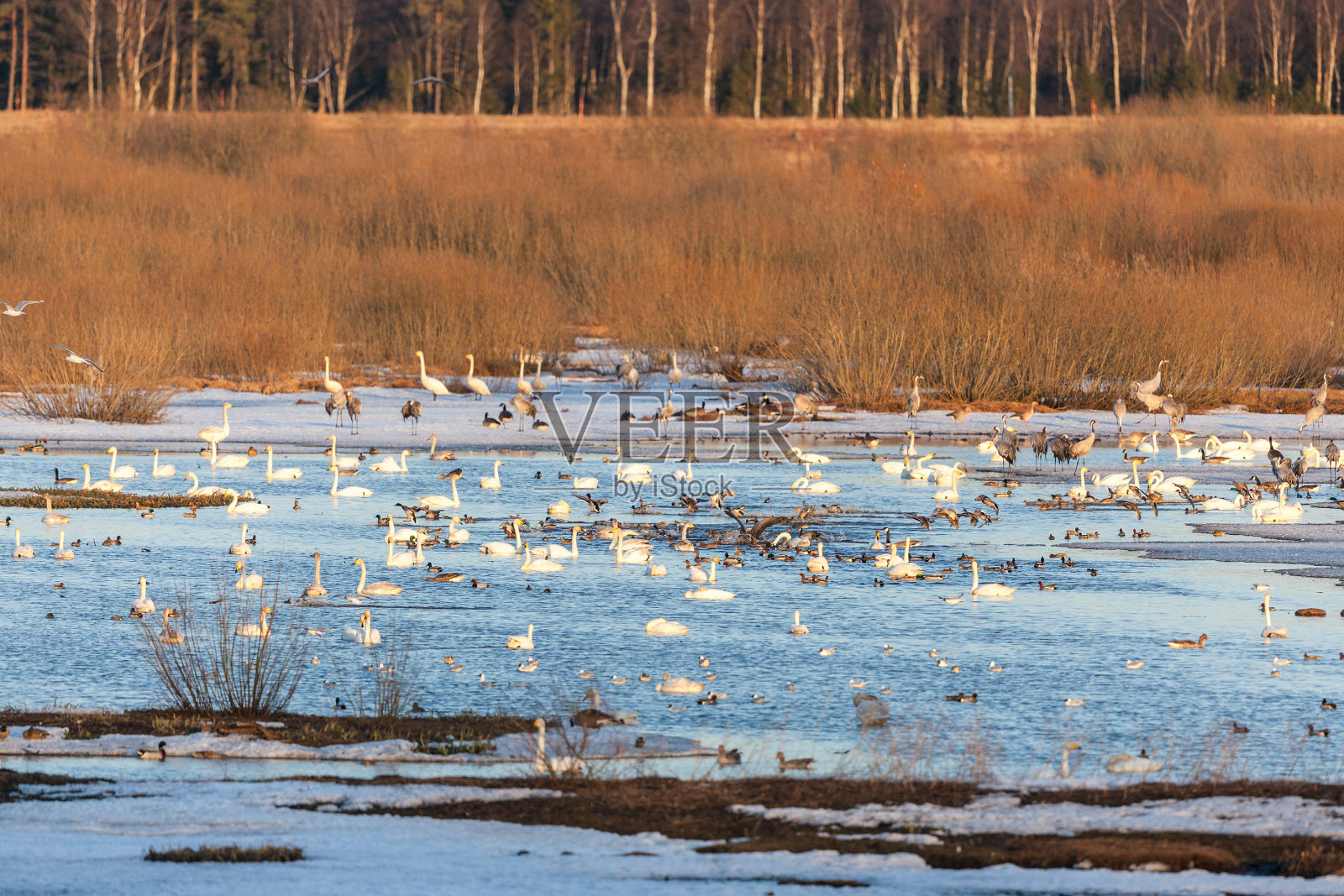 大天鹅群照片摄影图片