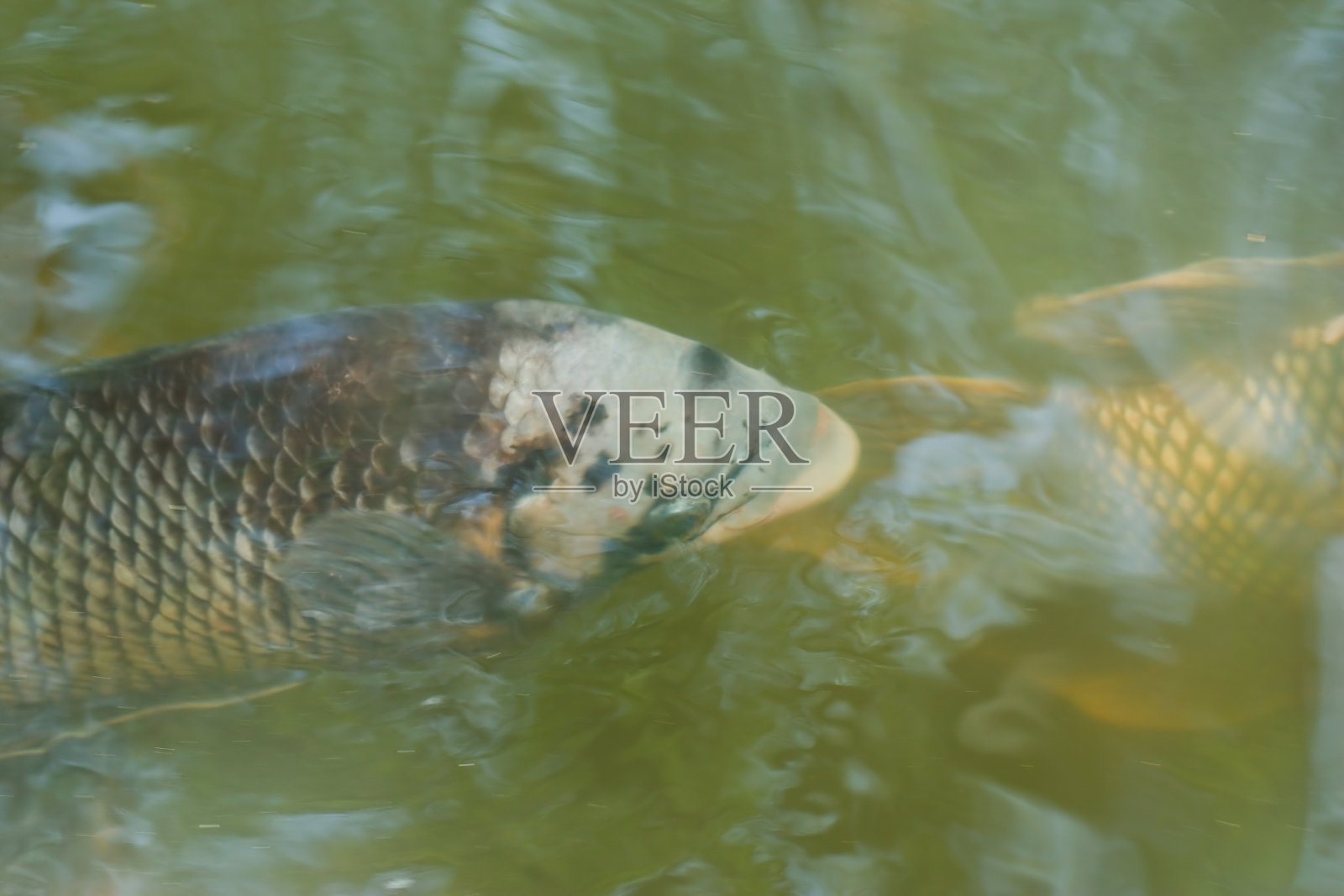 池塘里的鱼。照片摄影图片