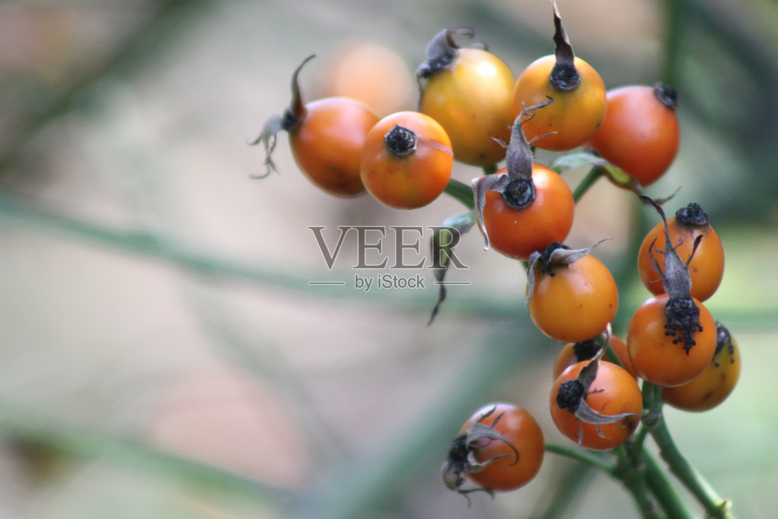 玫瑰果照片摄影图片