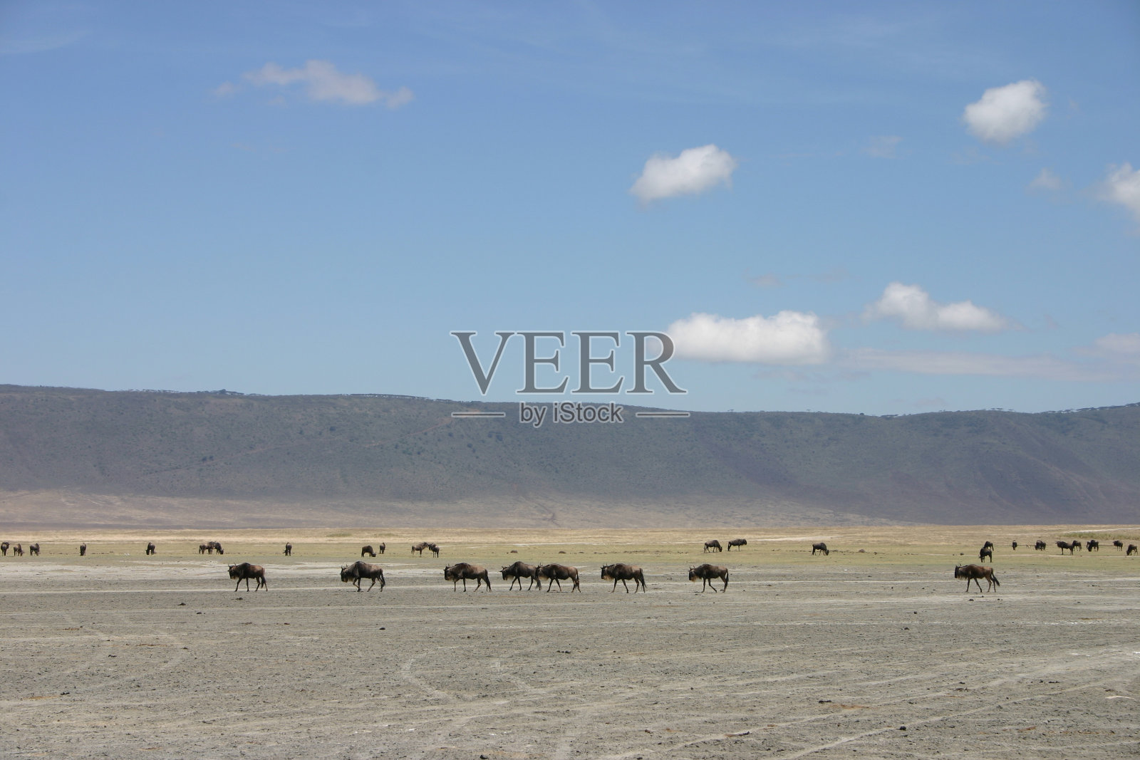 非洲坦桑尼亚恩戈罗戈罗火山口的一群角马照片摄影图片