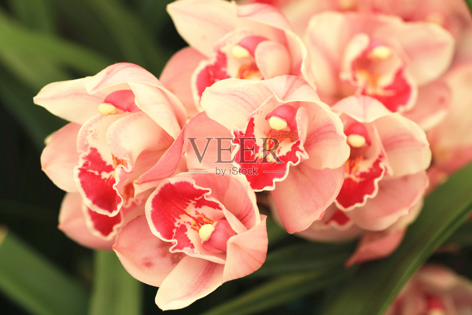 蝴蝶兰属,蝴蝶兰花朵照片摄影图片