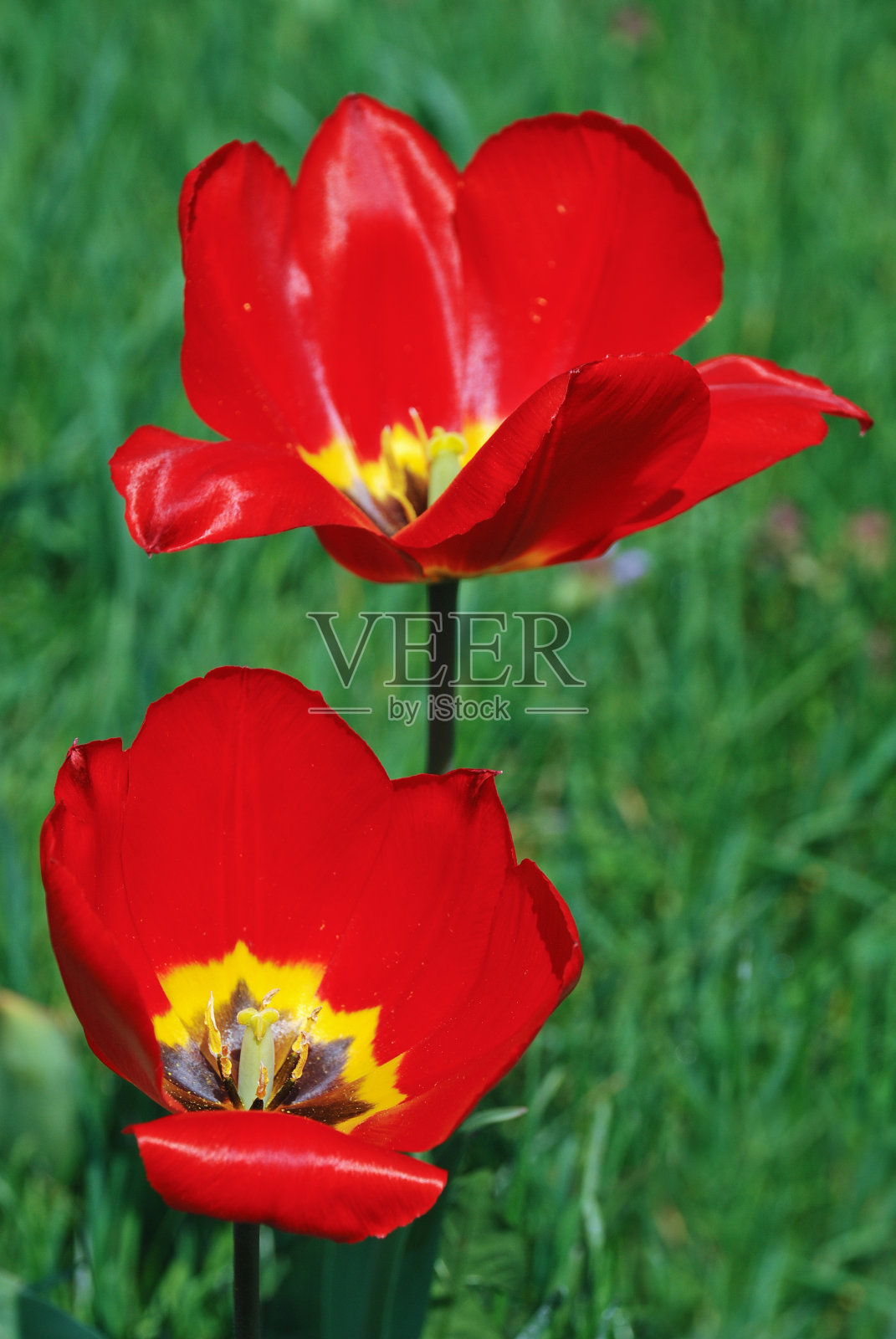 两朵郁金香和绿草照片摄影图片
