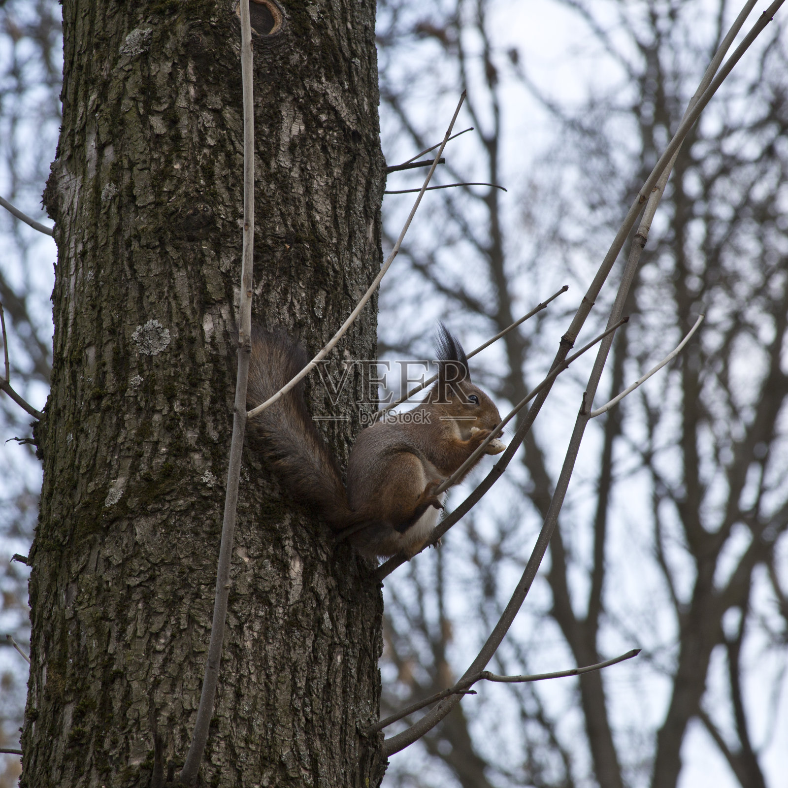 松鼠照片摄影图片
