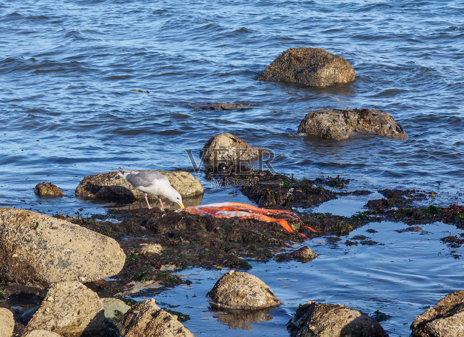 海鸥和死章鱼照片摄影图片