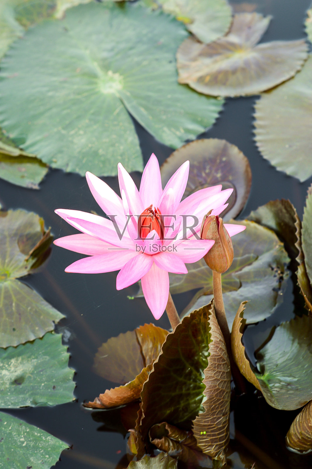 粉红色的莲花照片摄影图片